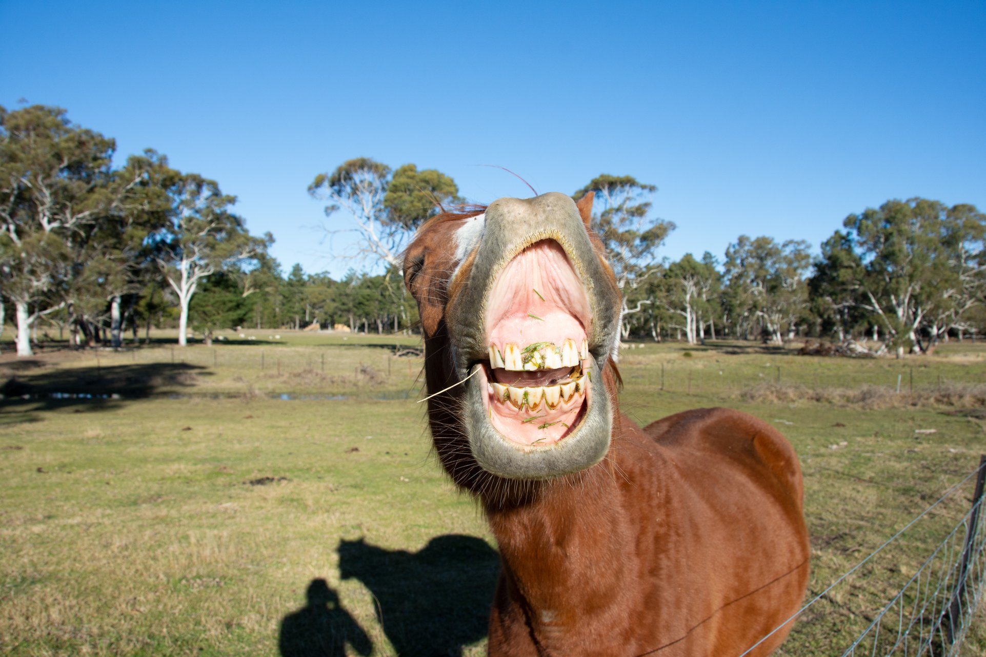 horse.jpg