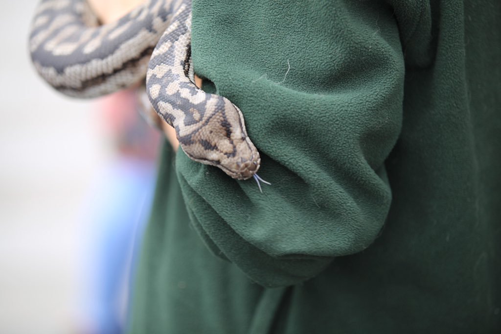 snake.jpg