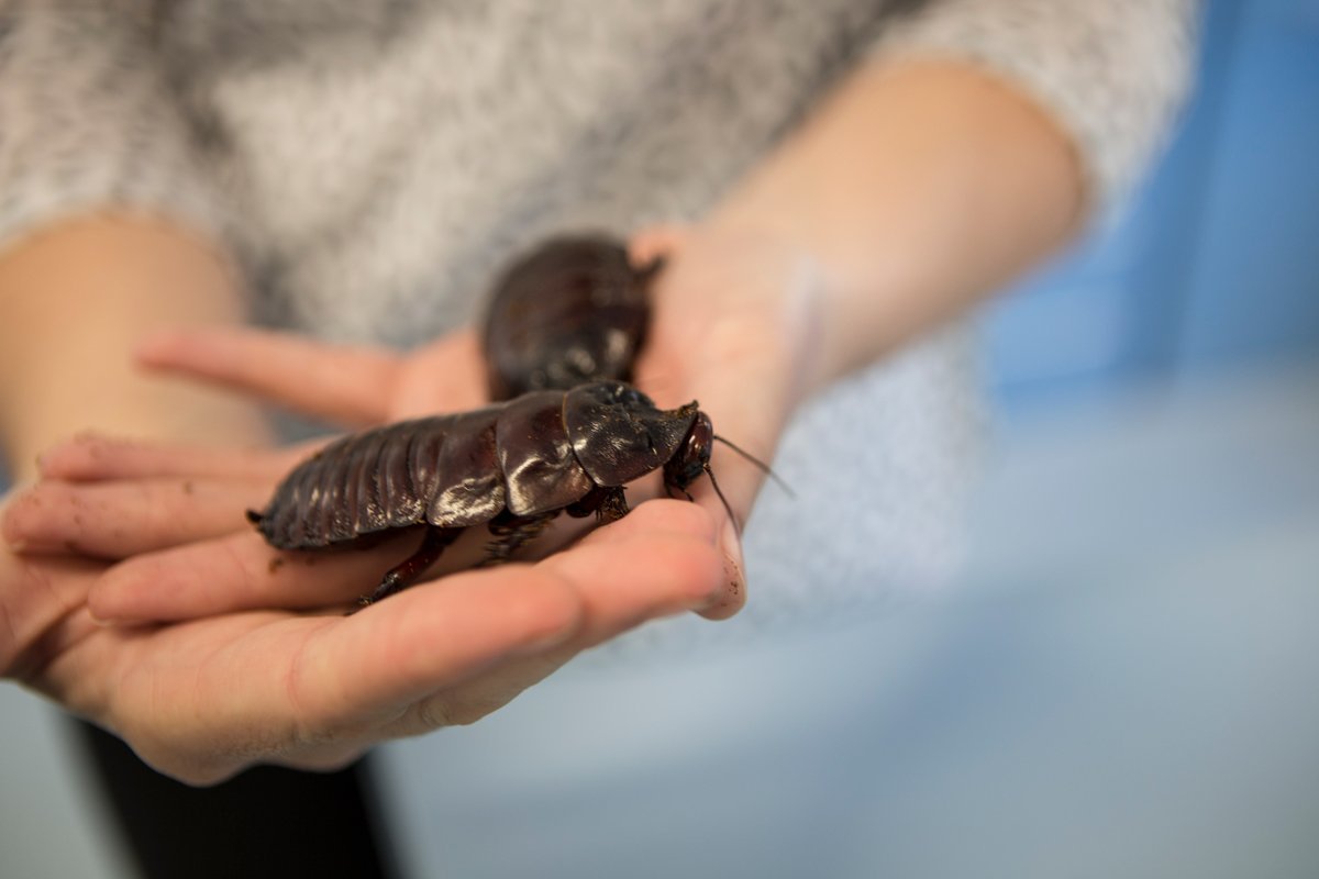 wood-cockroaches.jpg