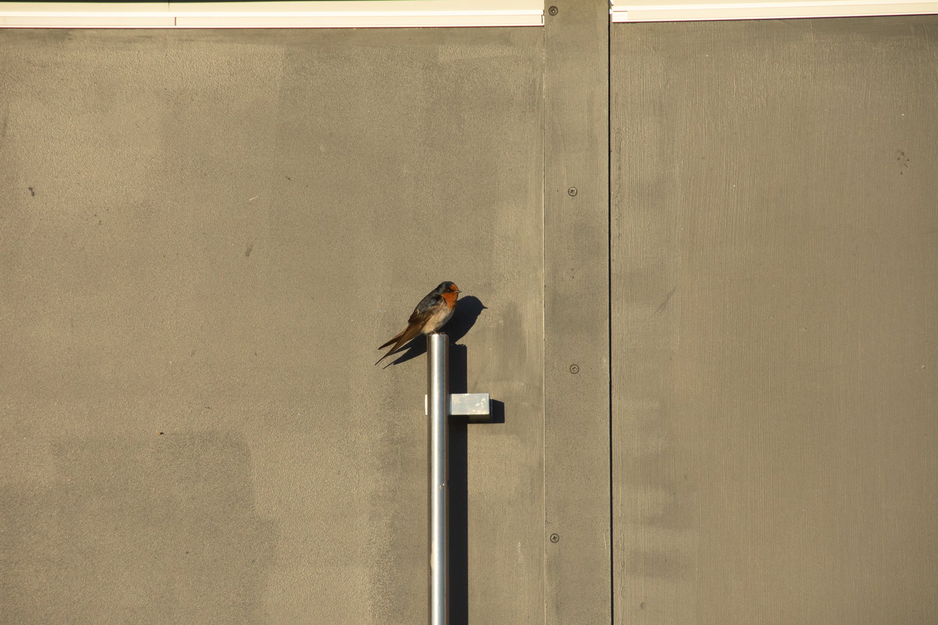 bird.jpg