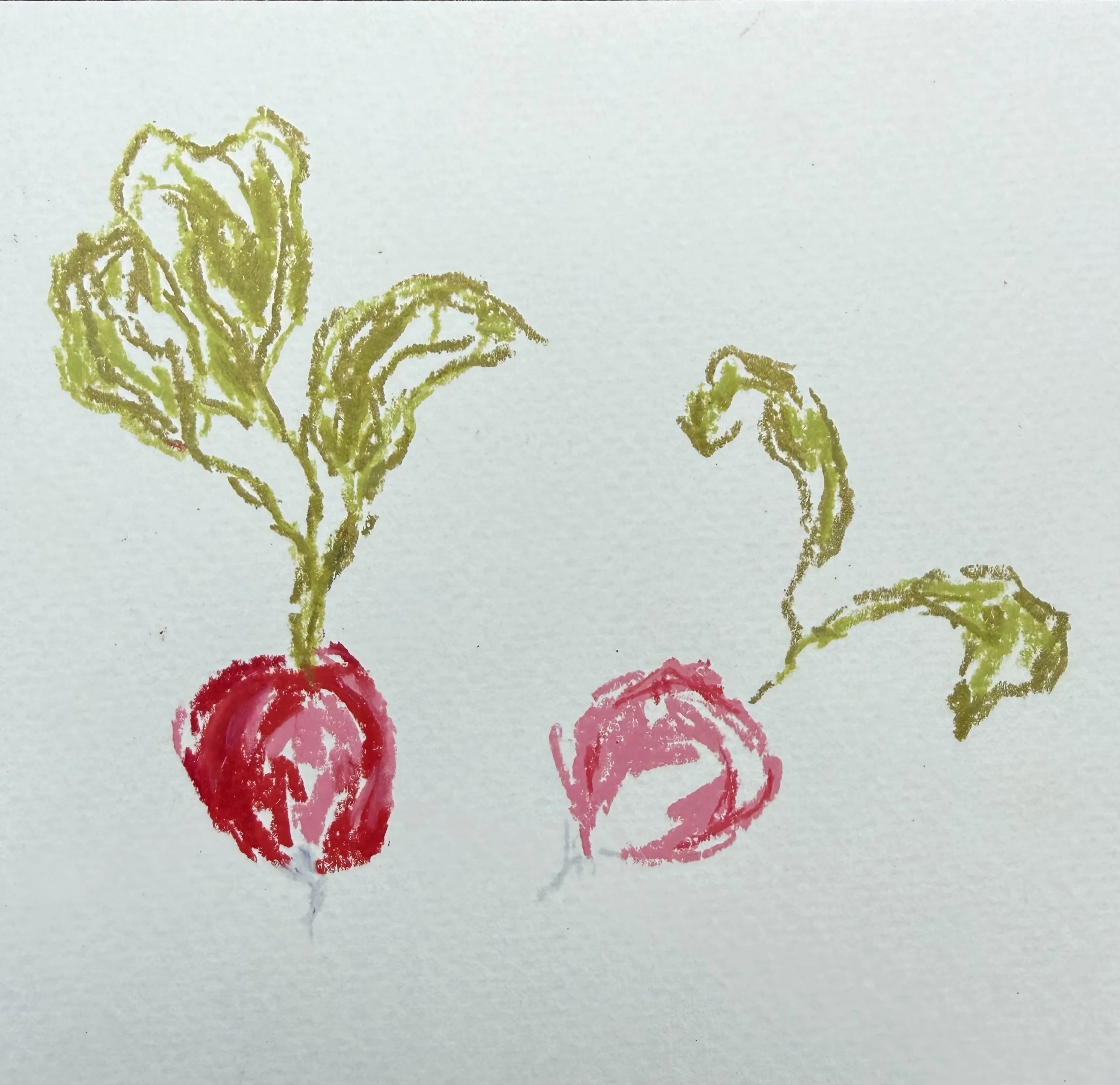 Radish. Wax pastel on cold-pressed paper. 