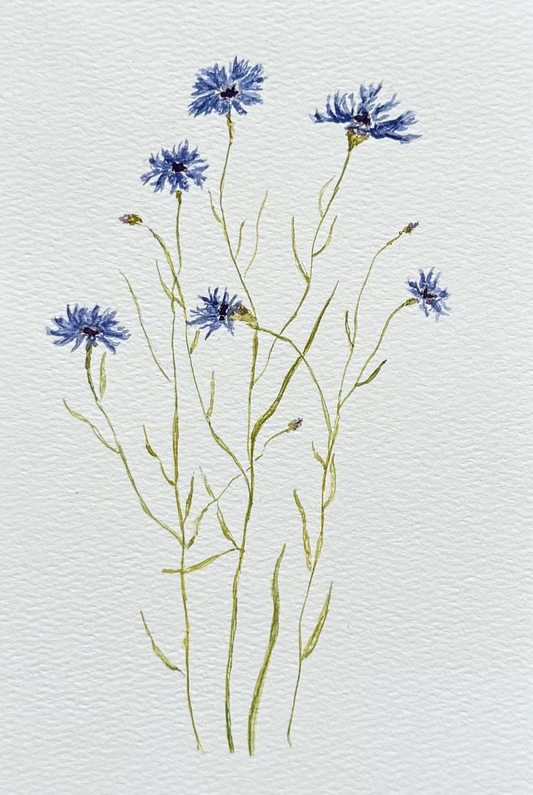 Cornflowers