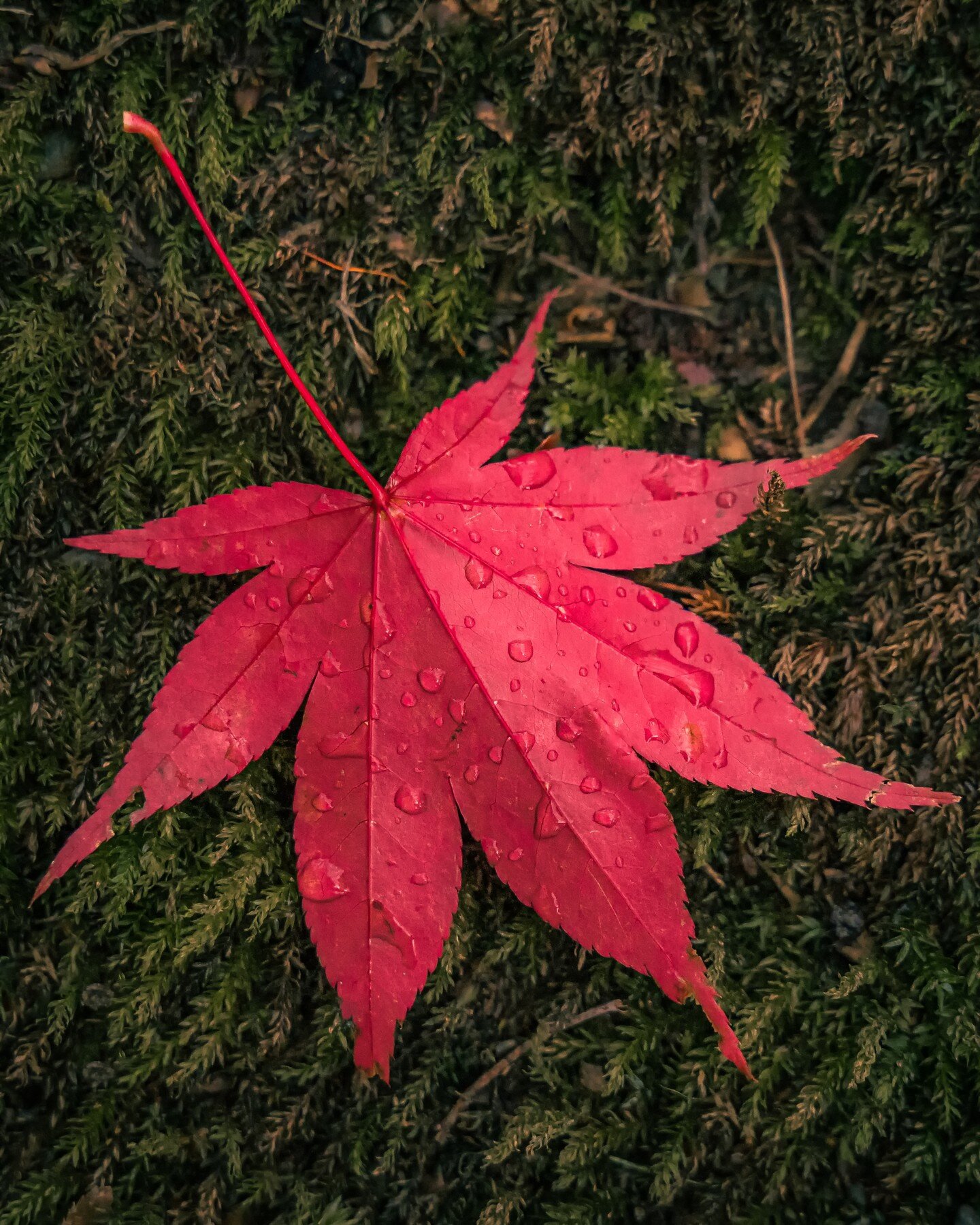 Gotta love autumn!
-
-
-
-
-
-
#autumn 
#autumnvibes 
#autumnvibes🍁 
#red 
#leaves 
#leaves🍁 
#bodnantgardens 
#raindropsonflowers 
#fall 
#sonya7iii 
#tamron2875