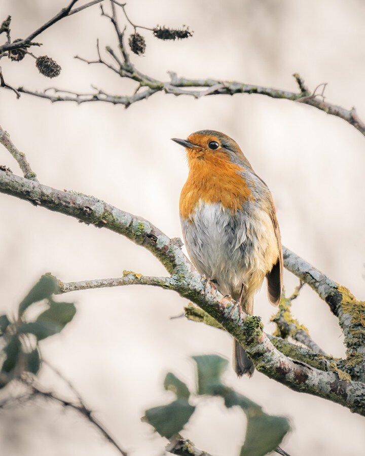 A lovely Robin at the RSPB Conwy Nature Reserve that I saw yesterday.
-
-
-
-
-
-
#robin 
#robinredbreast 
#ukbirds 
#ukbirdwatching 
#ukwildlife 
#ukwildlifeimages 
#ukwildlifephotography 
#birdphotography 
#birdphoto 
#rspb 
#rspb_love_nature 
#nor