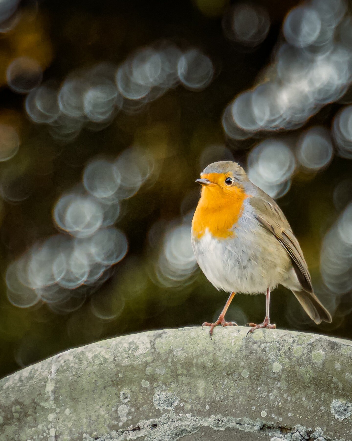#robin 
#red
#robins 
#ukwildlifeimages 
#ukwildlife 
#gardenbirds 
#gardenbirdsuk 
#cemetaryphotography 
#winterbirds 
#sonya7iii
#tamron2875