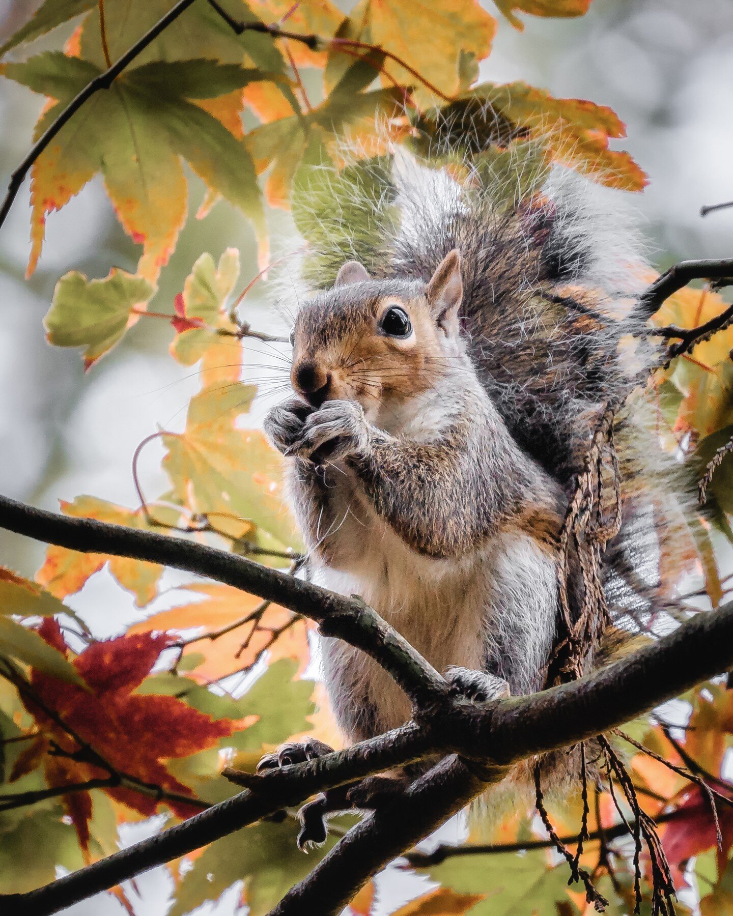 The squirrels are having a right binge on all the nuts at the minute!
-
-
-
-
-
-
#northwales 
#northwalestagram 
#northwalesinstagram 
#squirrel 
#squirrels 
#squirrelsofinstagram 
#fall 
#autumn 
#autumnvibes 
#nuts_about_squirrels 
#ukwildlife 
#u