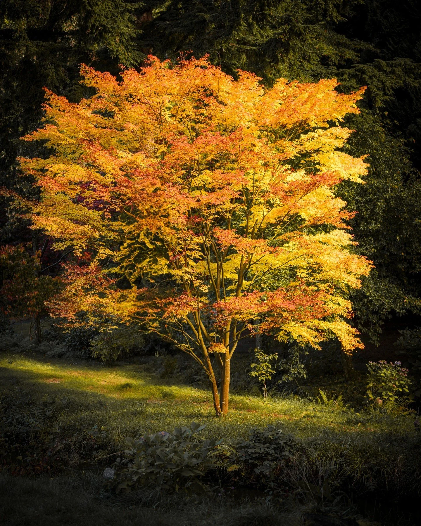 &quot;In her finest gold-tipped pen, nature writes the poem of autumn upon the earth.&quot; - Laura Jaworski

Day 318 - Autumn in NT Bodnant Gardens

#northwales #northwalesphotography #bodnant #bodnantgardens #bodnantgarden #ntbodnantgardens #redlea