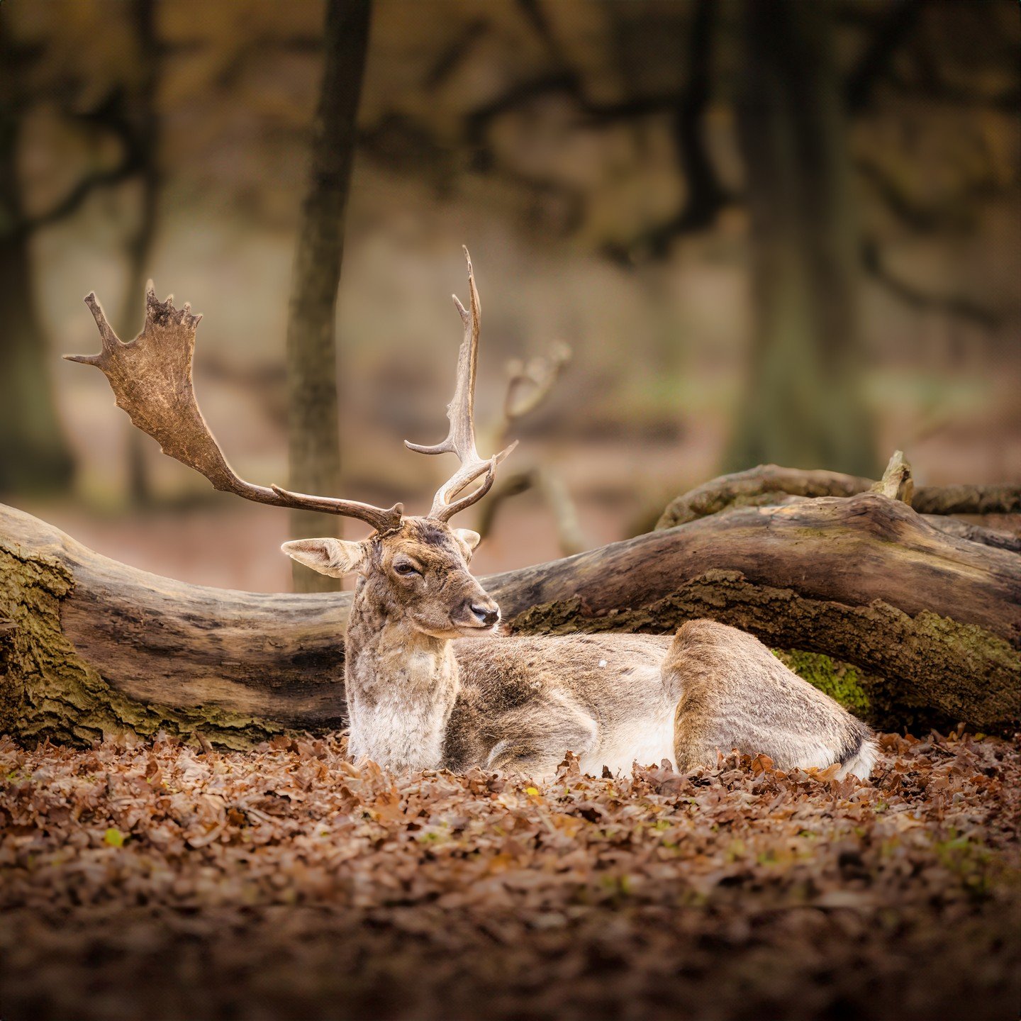 &quot;Be as eager to break your own will as the stag is to drink of the refreshing waters.&quot; - Paul of the Cross

Day 334 - Stag at NT Dunham Massey

#nationaltrust #dunhammassey #deer #stag #sonya7ⅲ #tamron150500 #antlers #ntdunhammassey #woods 