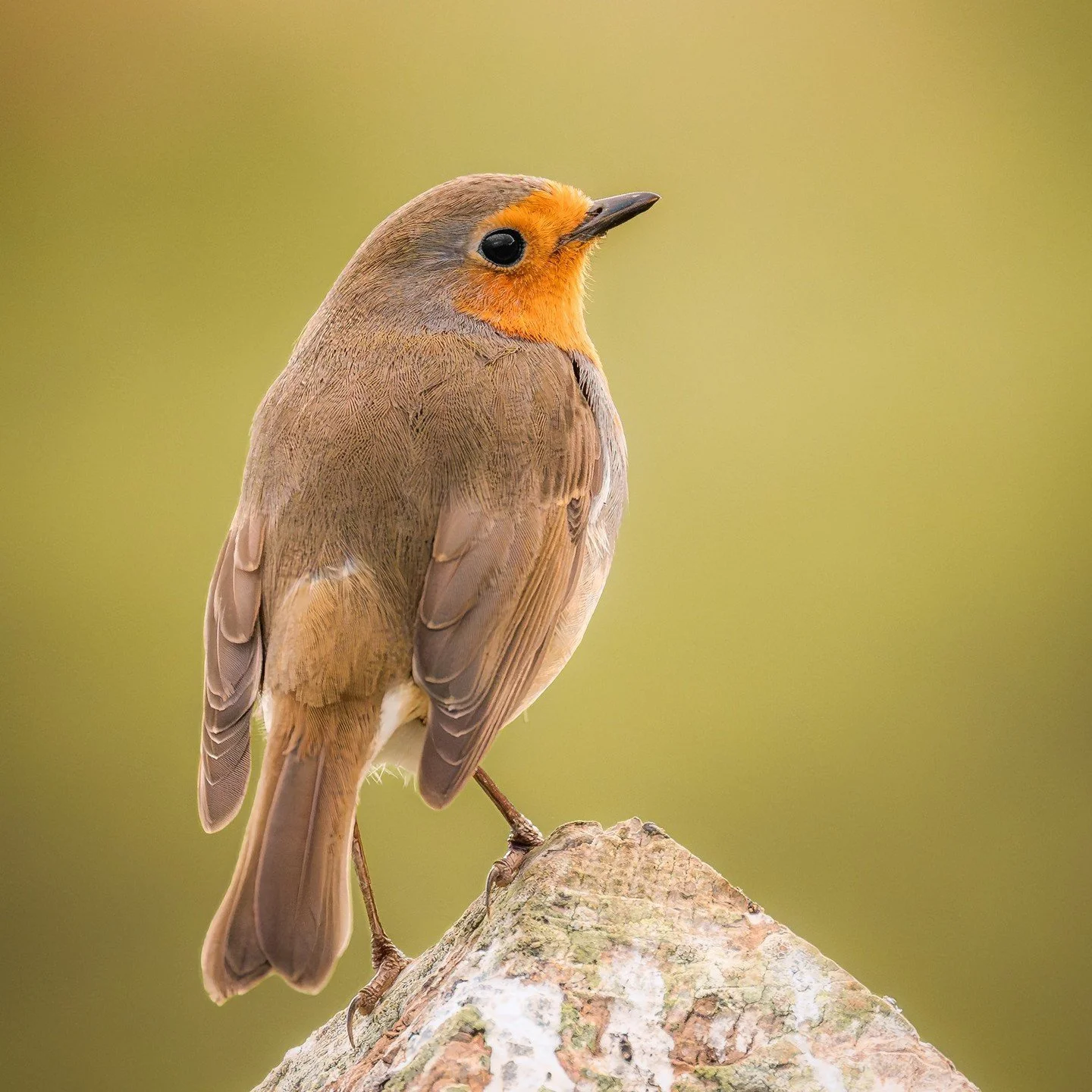 &quot;Use the talents you possess. The woods would be a very silent if no birds sang there except those that sang best.&quot;

Day 335 - A young robin in Penrhyn Bay this afternoon

#northwales #northwalescoast #robin #robinredbreast #penrhynbay #ukg