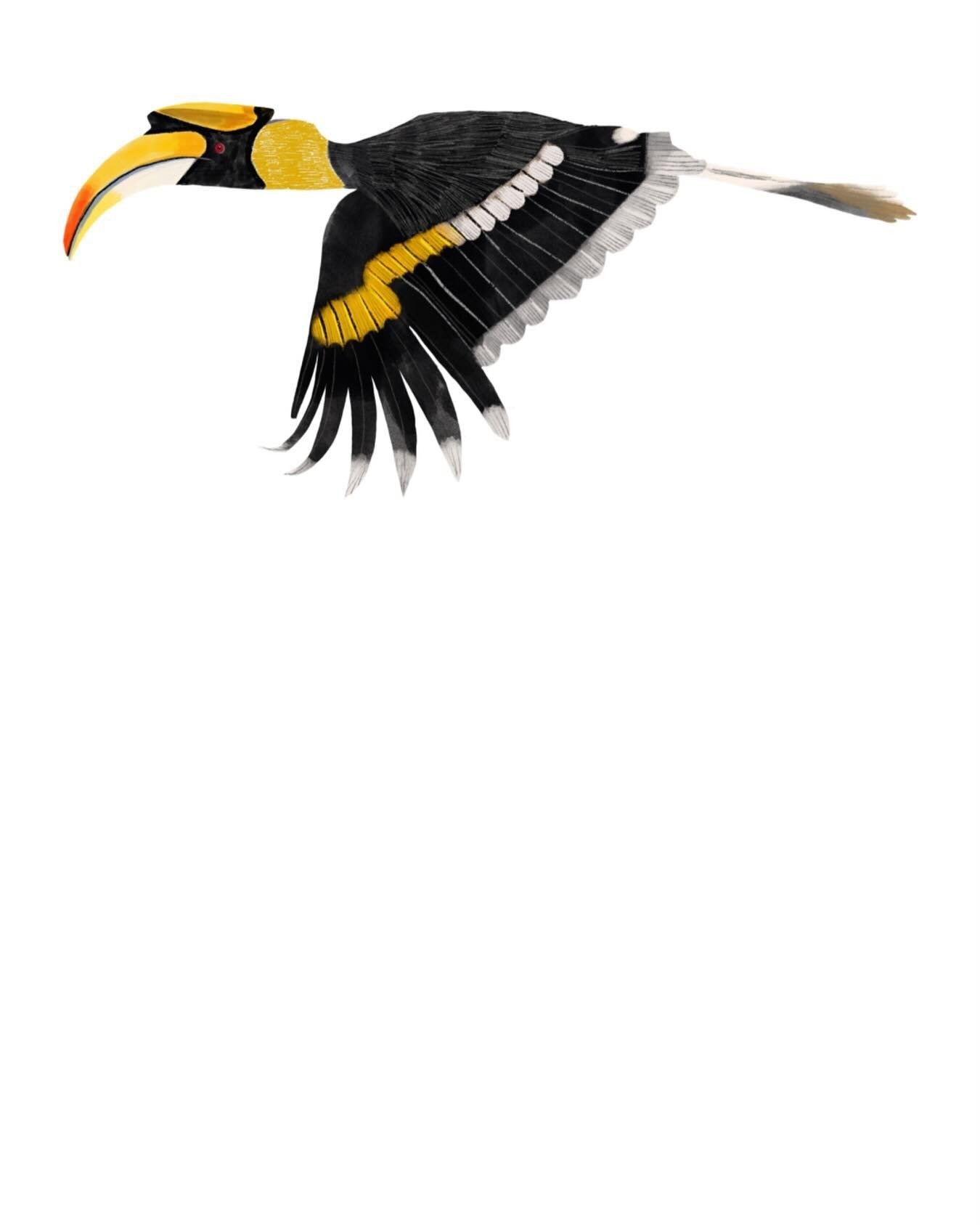 Happy little hornbill. 🖤💛

#hornbill #birdillustration #natureillustration #natureillustrationart #natureillustrations #birdillustrations