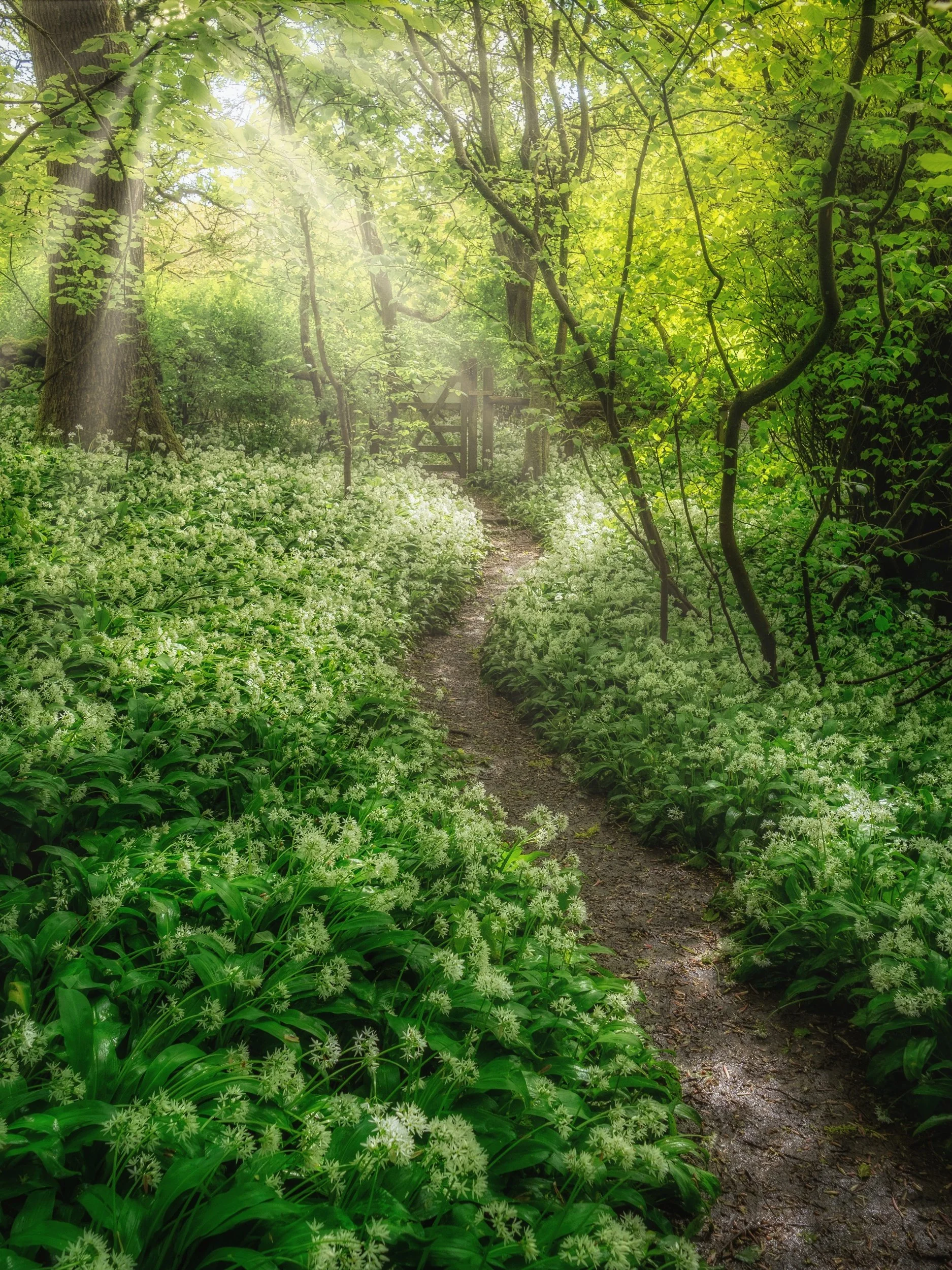 Wild Garlic Woodland