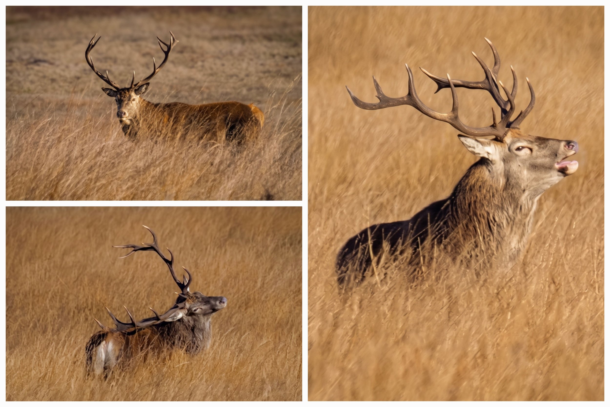 Rutting Season 2026, Longshaw Estate