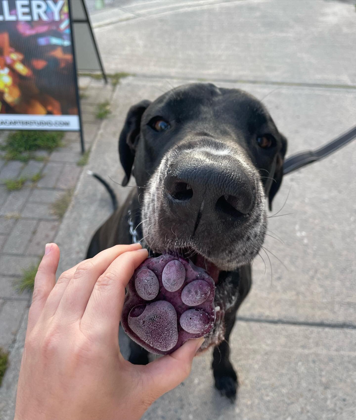 Our spokespup Tex is loving our new pupsicles 🐾

The perfect treat for your pup on a warm day! Offered in 3 flavours:
Banana Peanut Butter
Blueberry
Watermelon Carrot

100% Tex approved 😋