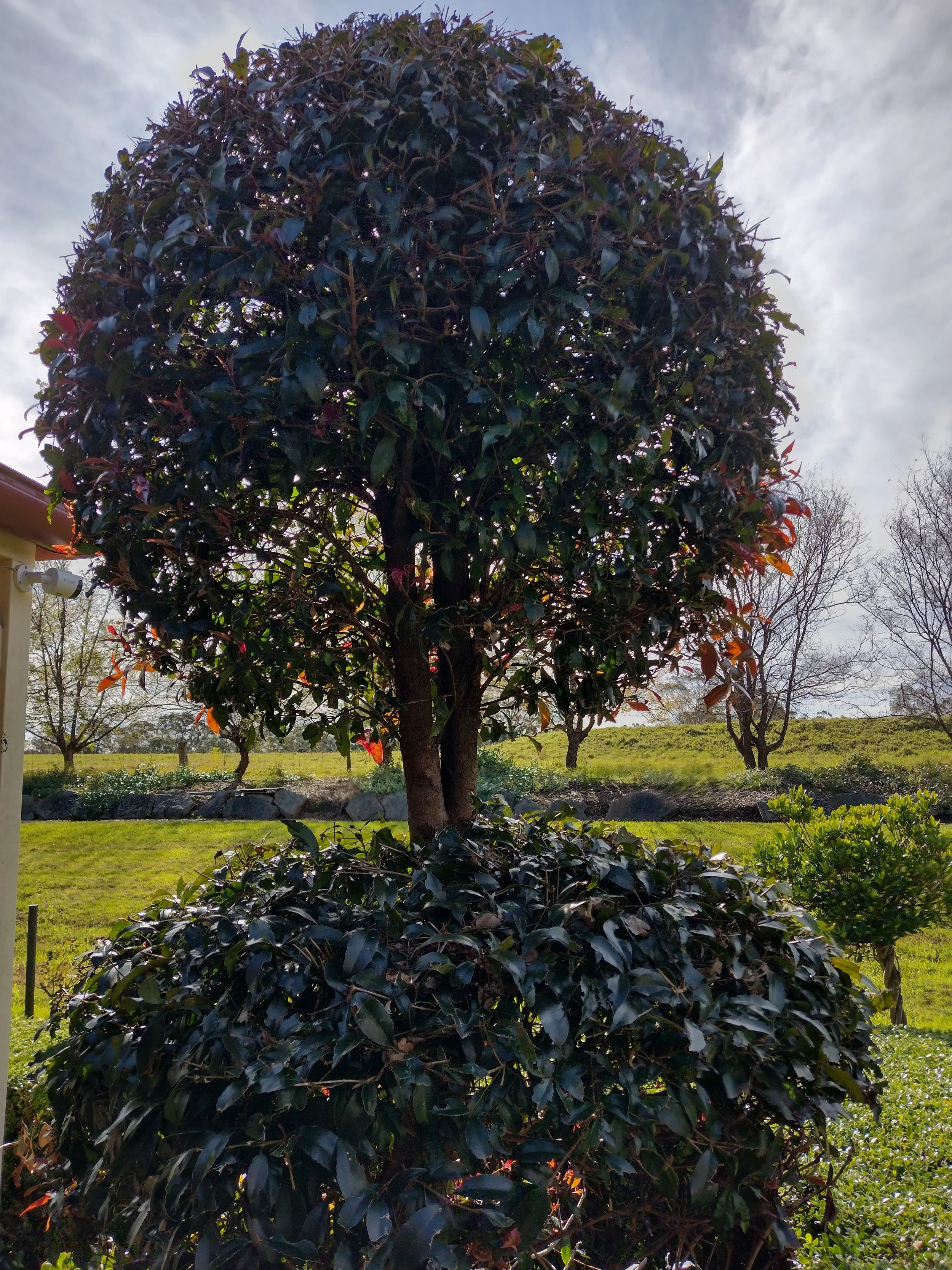 IMG_20220712_123345205_HDR.jpg