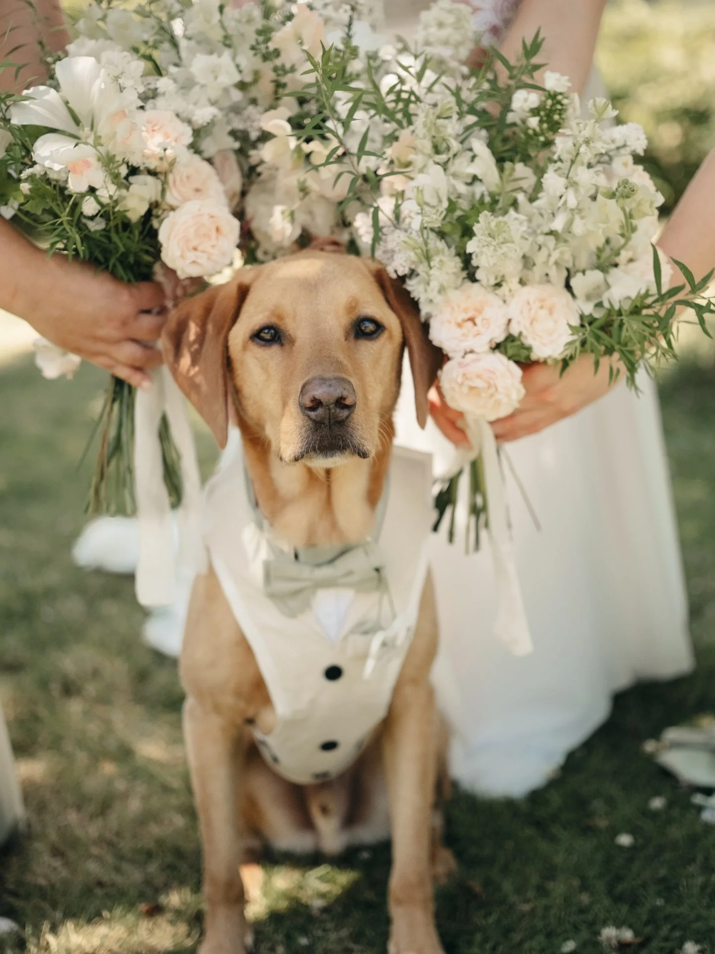 I promise to obsess over your furry child as much as you do &amp; for ever mortalise them for you to cherish for ever.
I knew how much Filbert meant to @ljscull23_x &amp; I know why, such a cutie.

Venue @thecornishplace 
Flowers @wildrosecornwall 
M