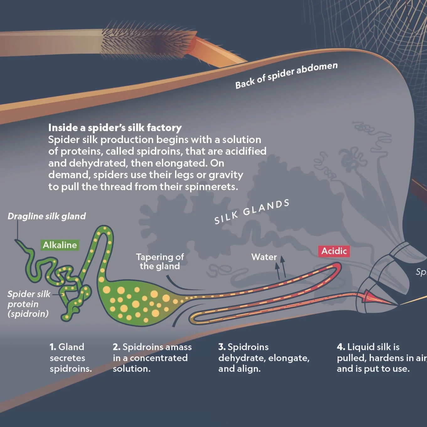 How a spider spins its silk