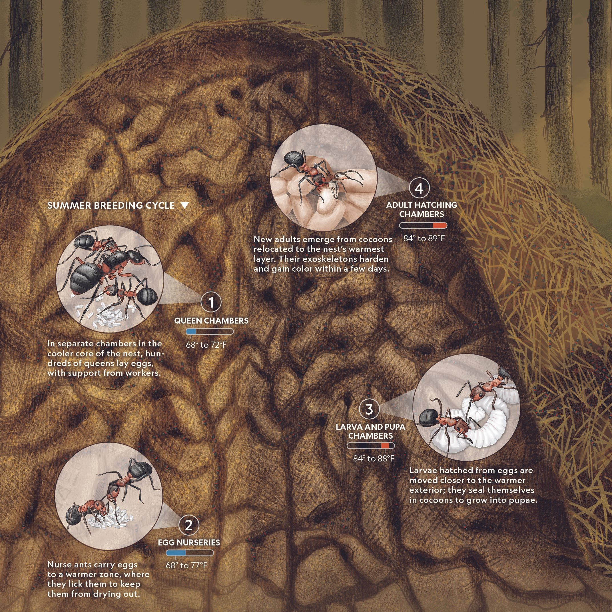 Survival of the super ants