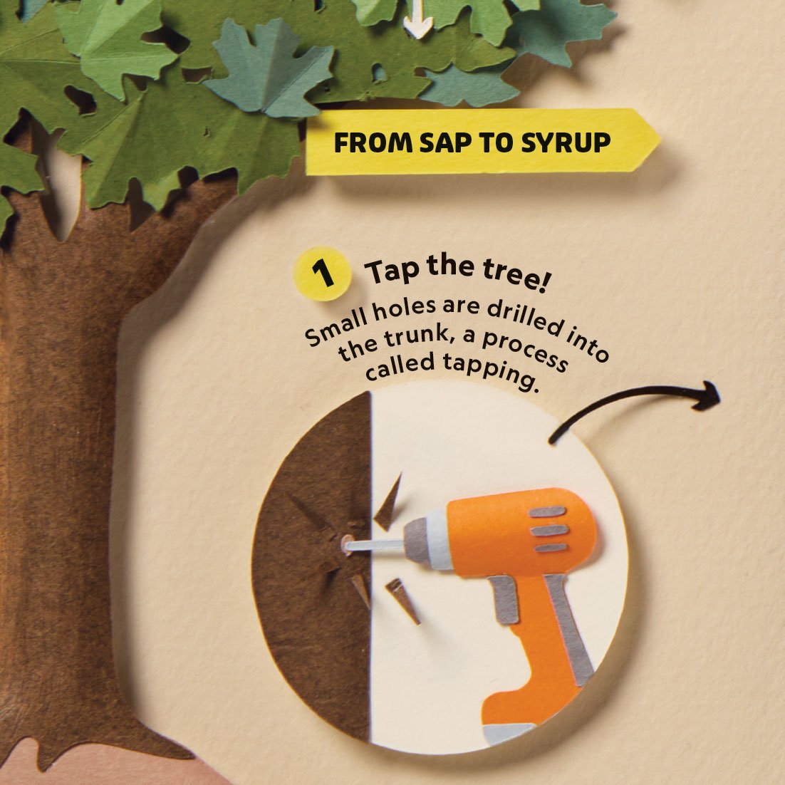 From sap to syrup