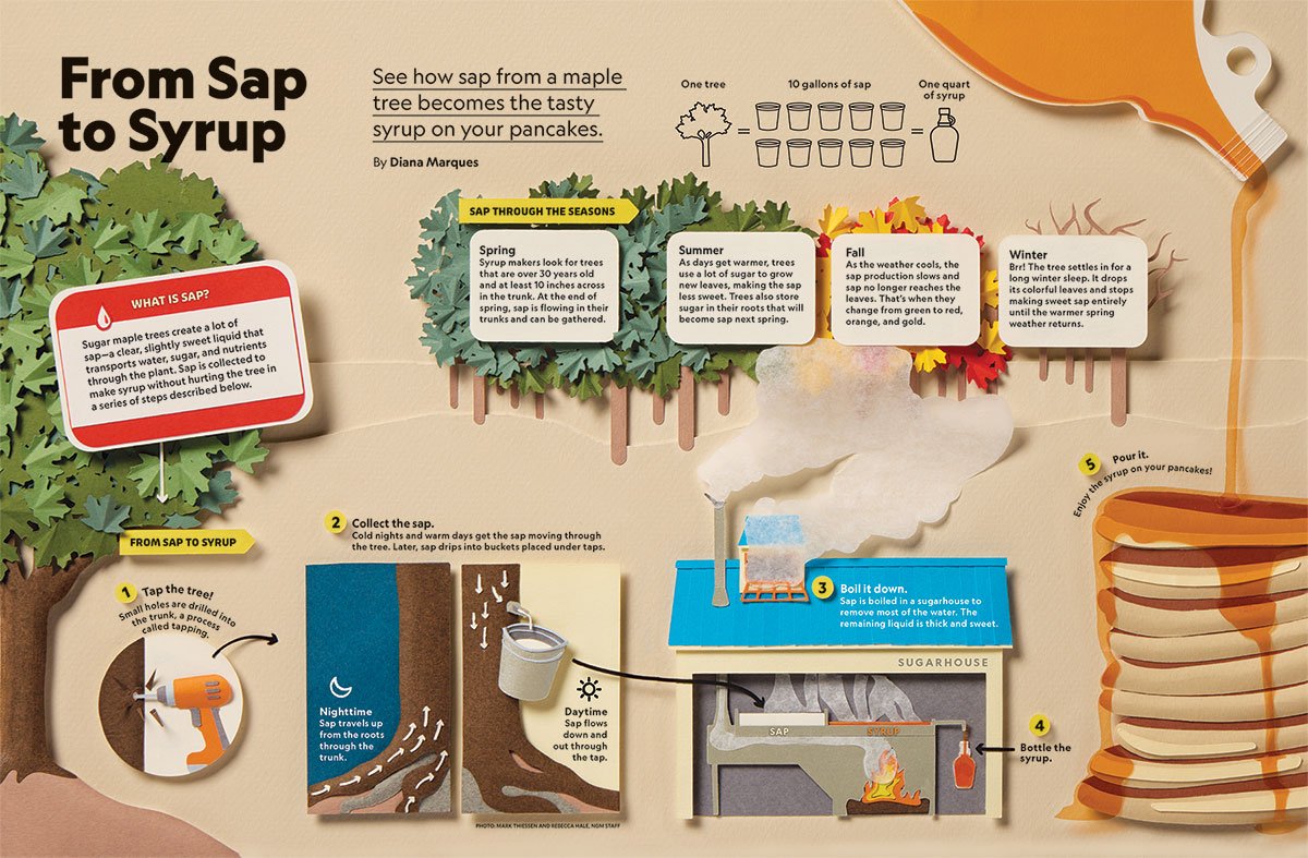 National Geographic Kids Magazine graphic made of cut paper showing the production process of maple syrup