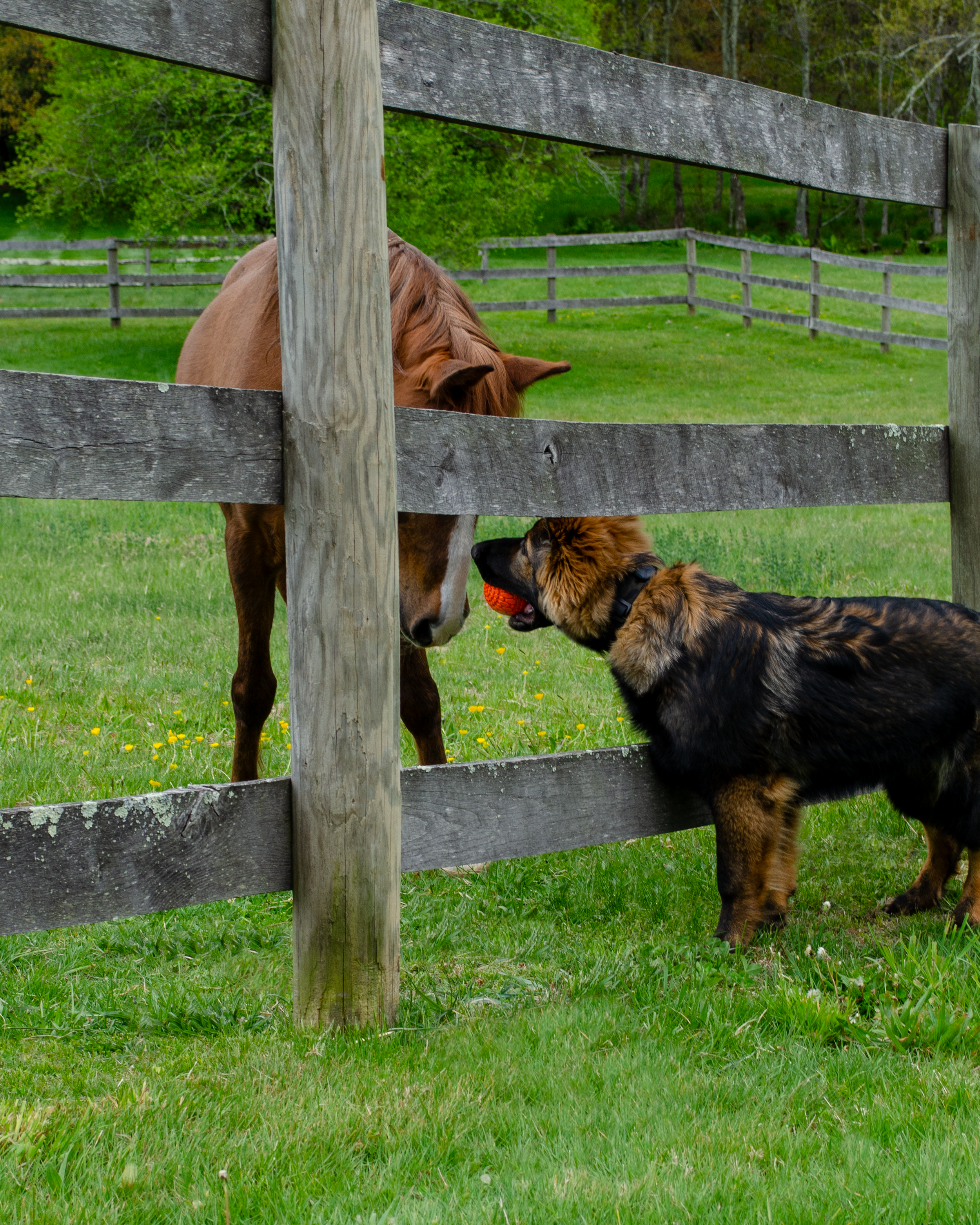 Photographed by Courtney Main A brown horse and a black and brown dog with a frisbee in its mouth standing on a grassy field behind a wooden fence, with trees in the background.