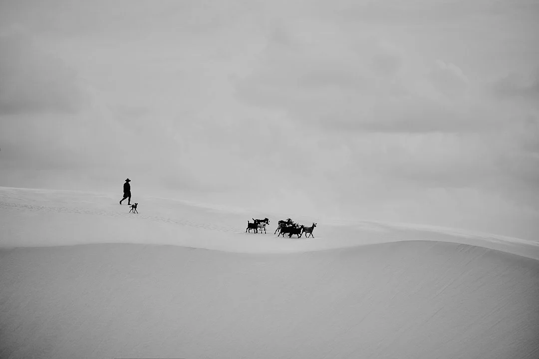 The dunes are not empty. Every morning a herder moves his goats across the sand, following paths that exist only in memory. The animals know the way. So does he. This is not tourism. This is Tuesday.