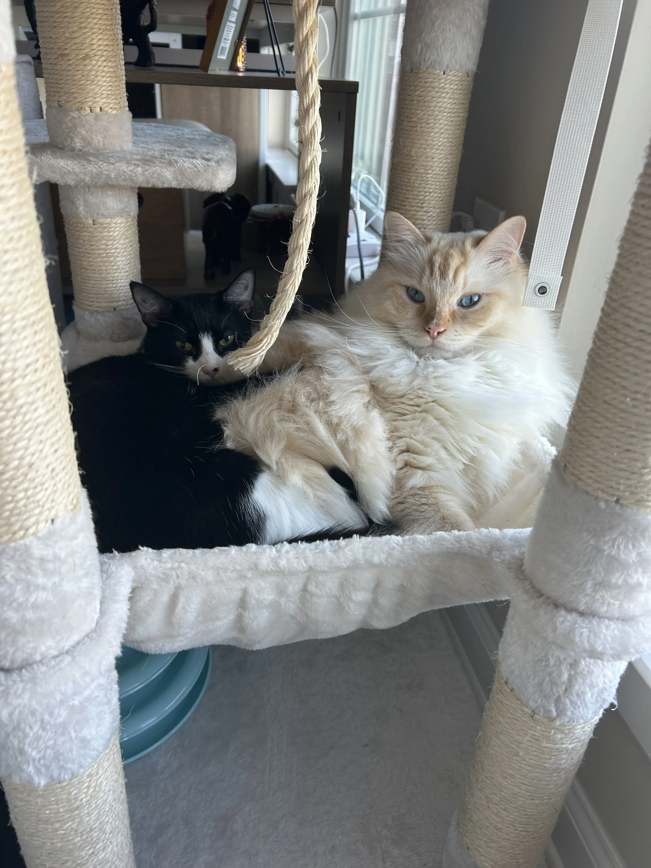 Ronan & Juliet