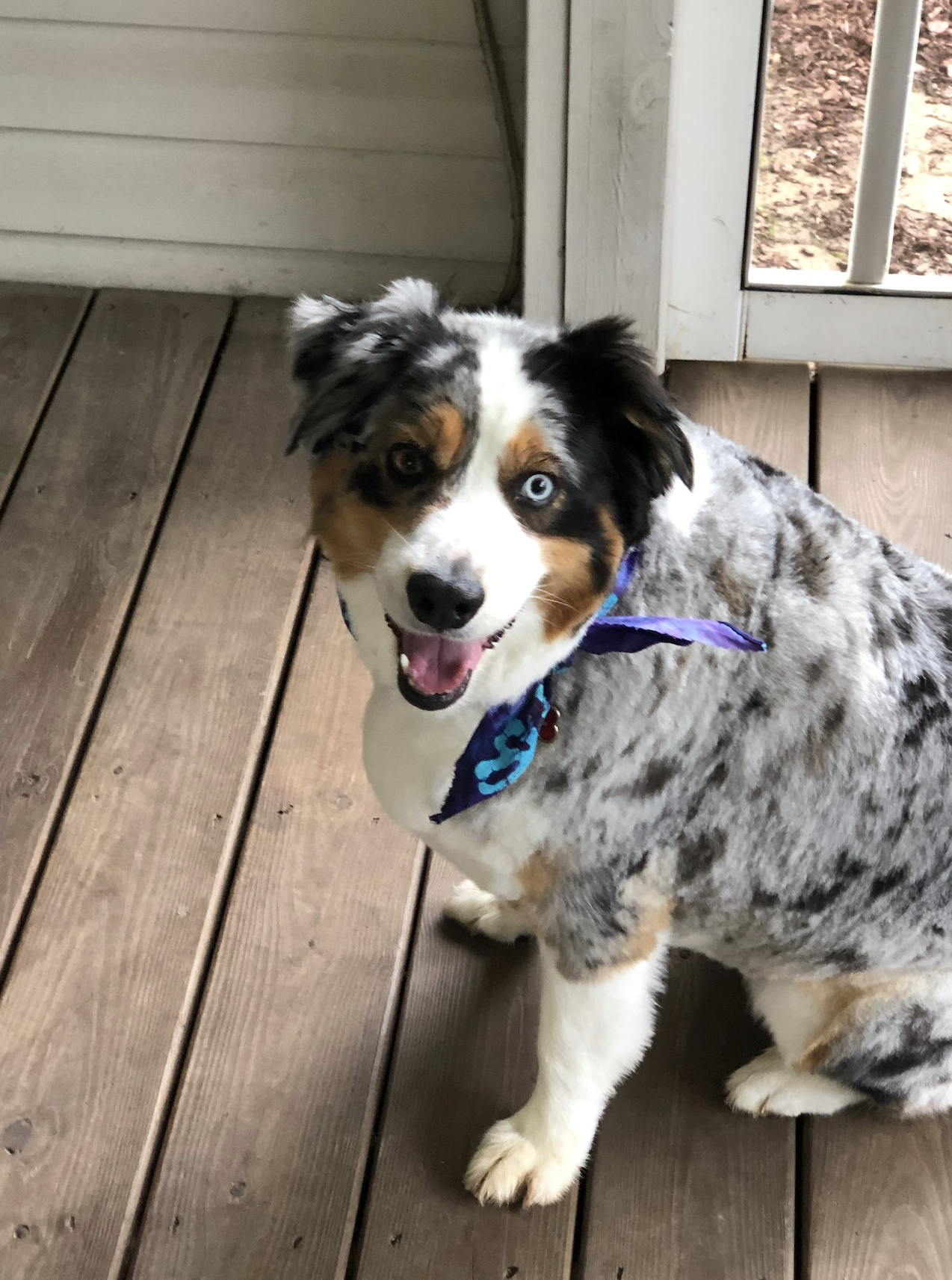 Daphne
