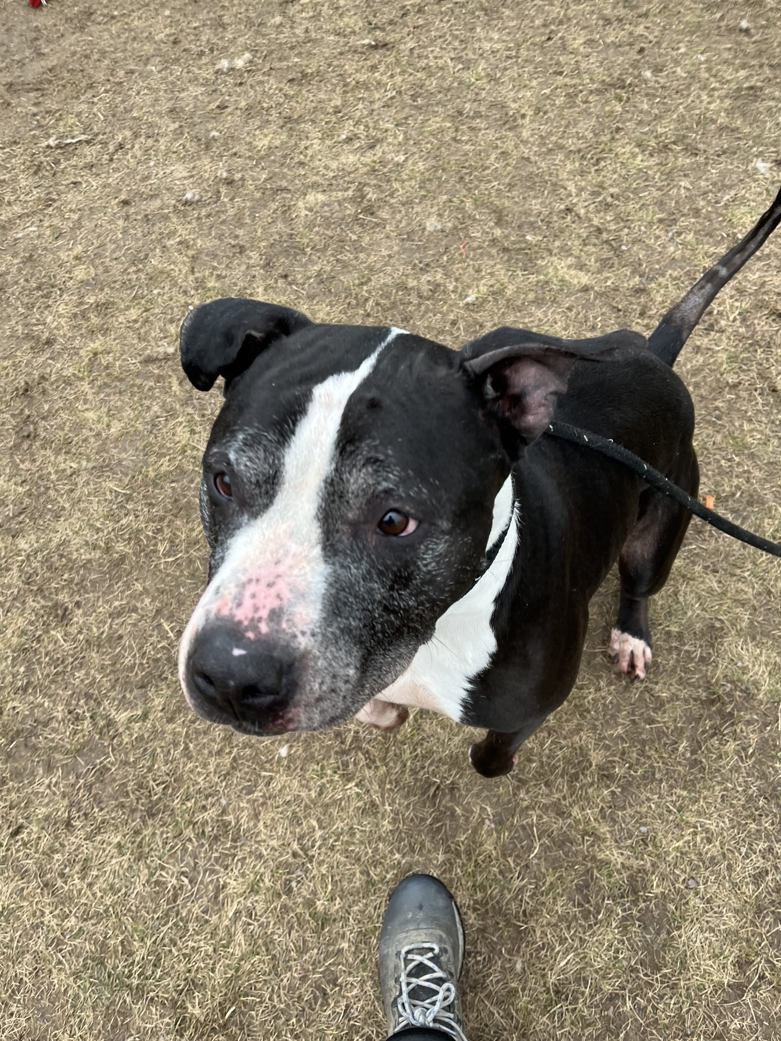 ROSCOE 1.2.jpeg