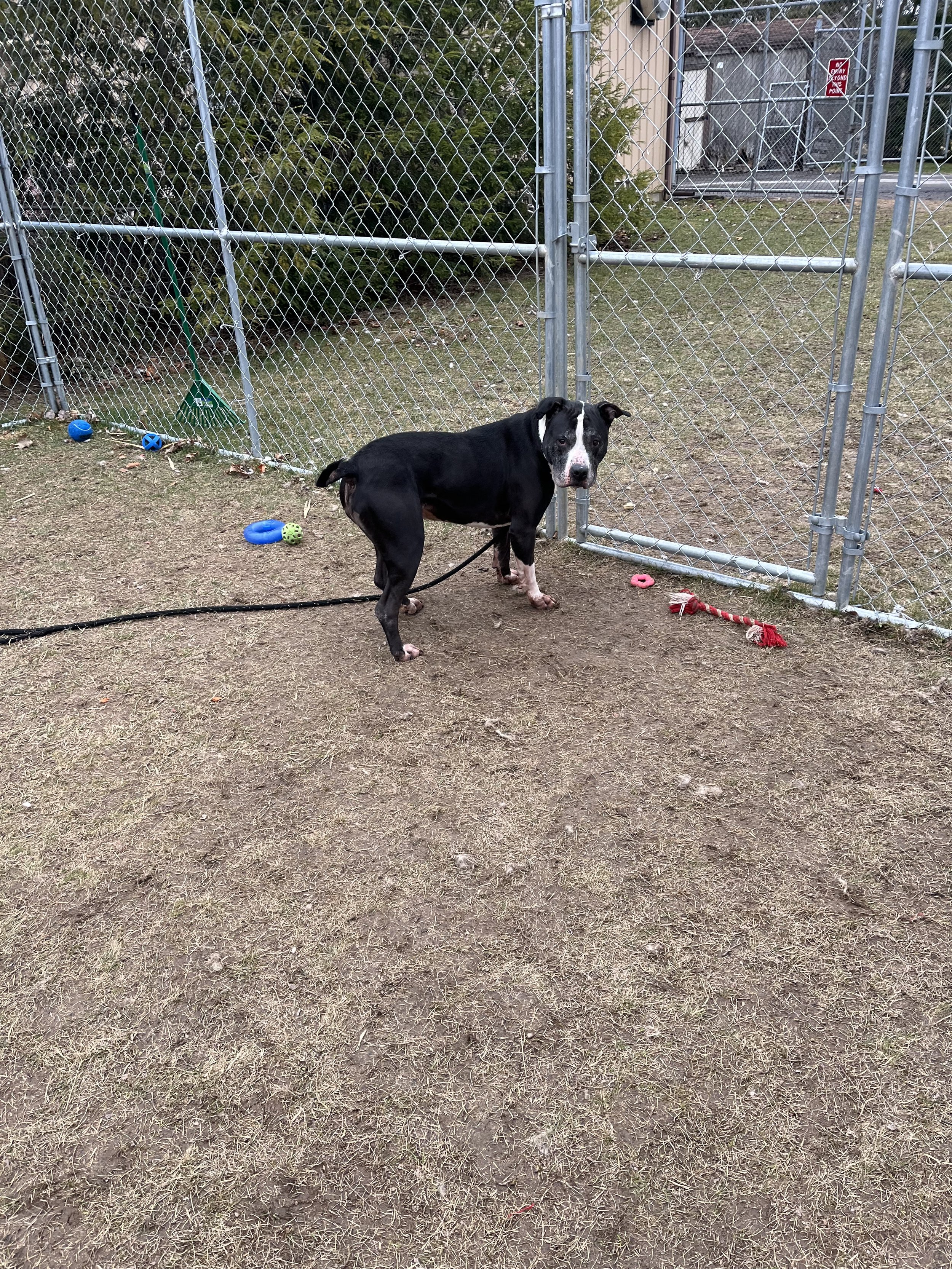 ROSCOE 2.2.jpeg