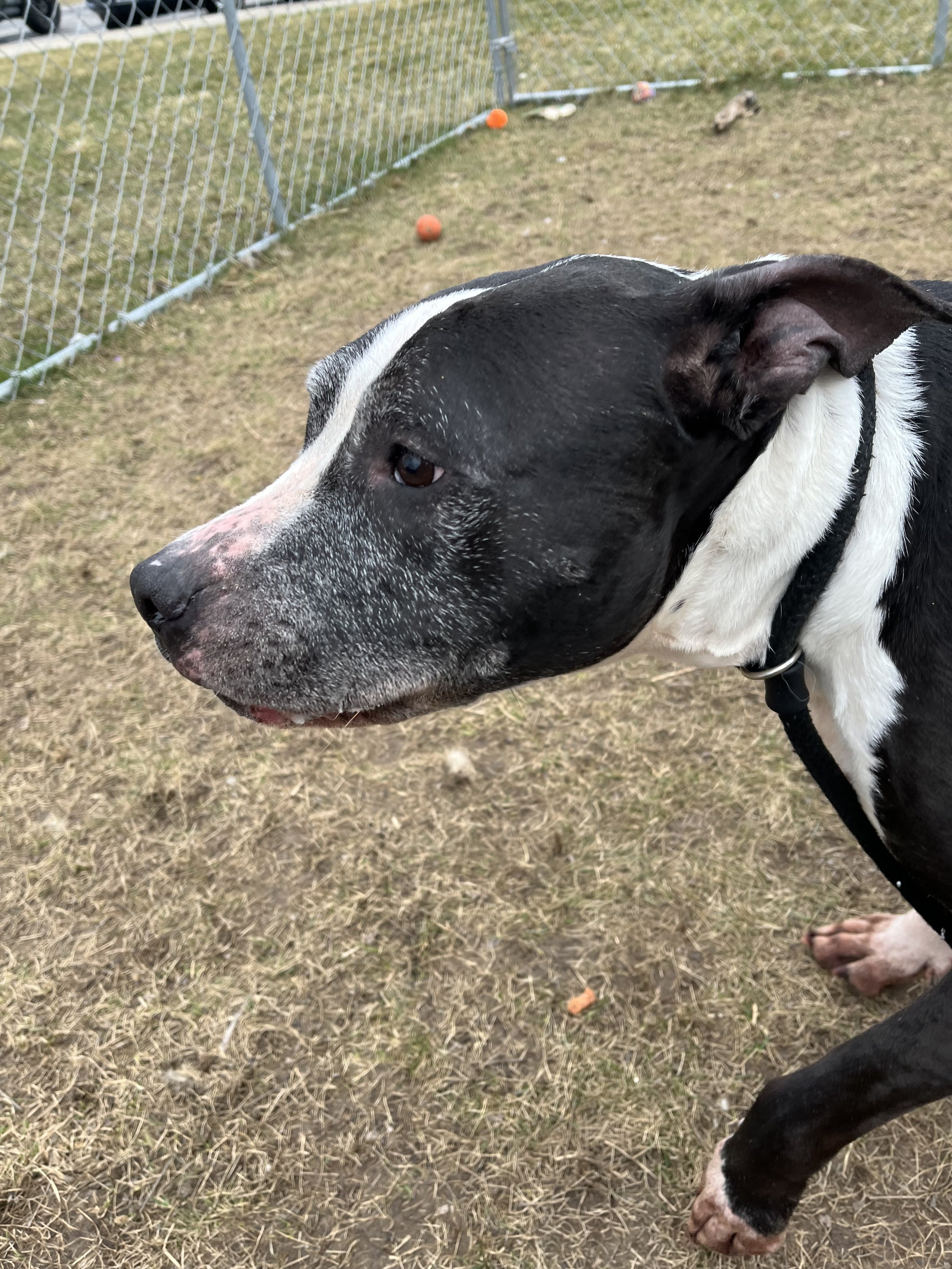 ROSCOE 4.2.jpeg