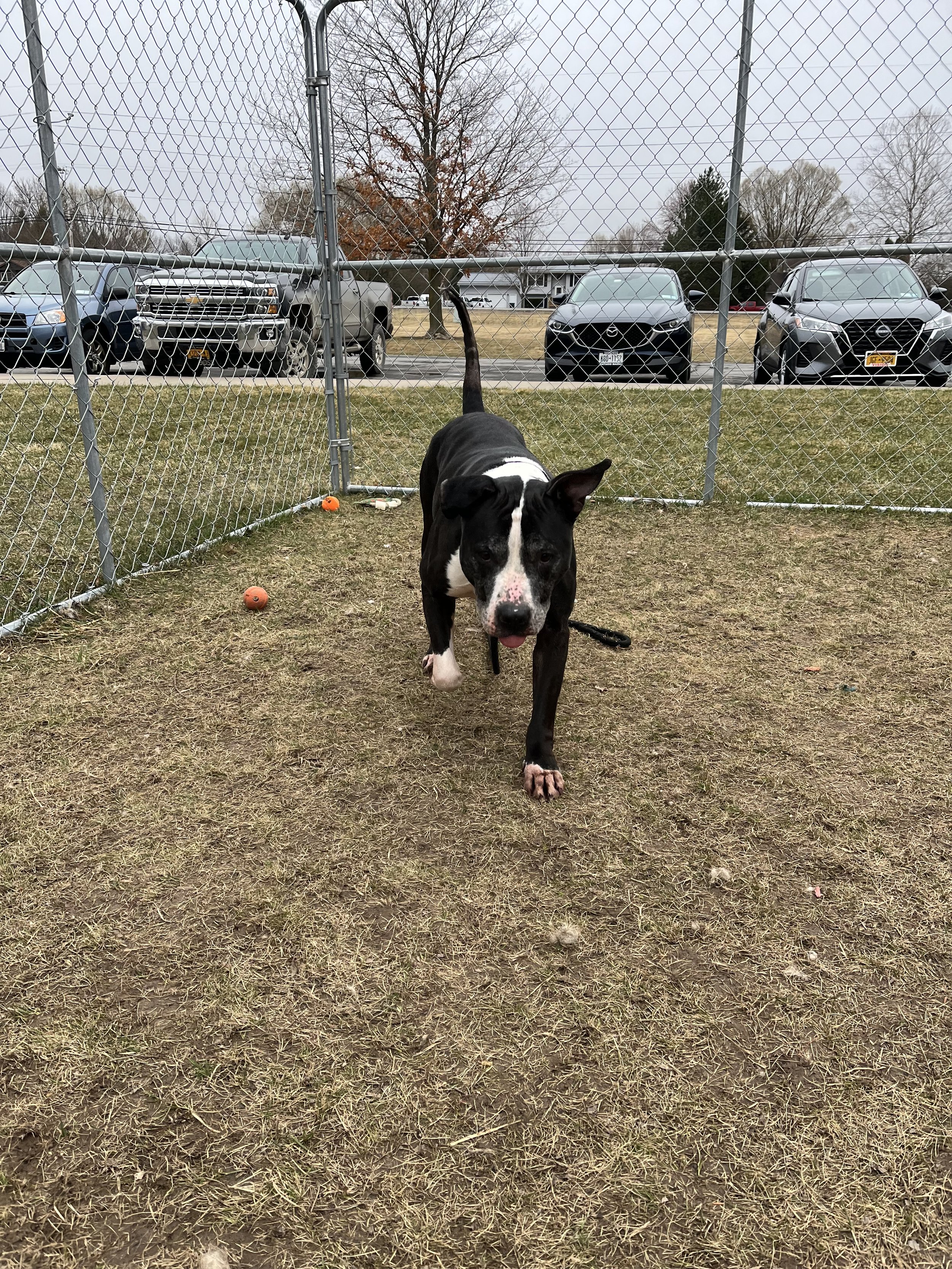 ROSCOE 3.2.jpeg