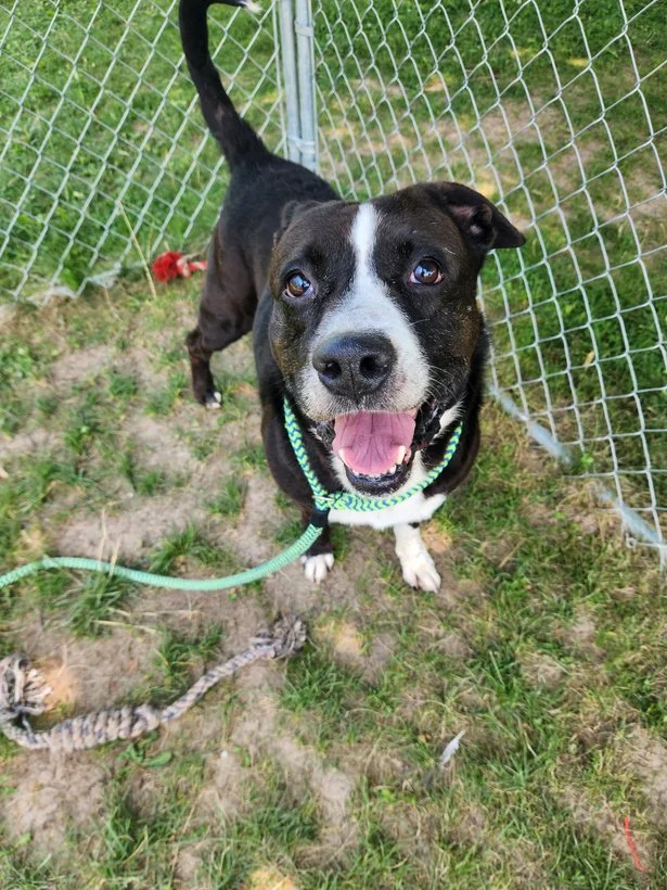 Happy Tails template Walter.jpeg