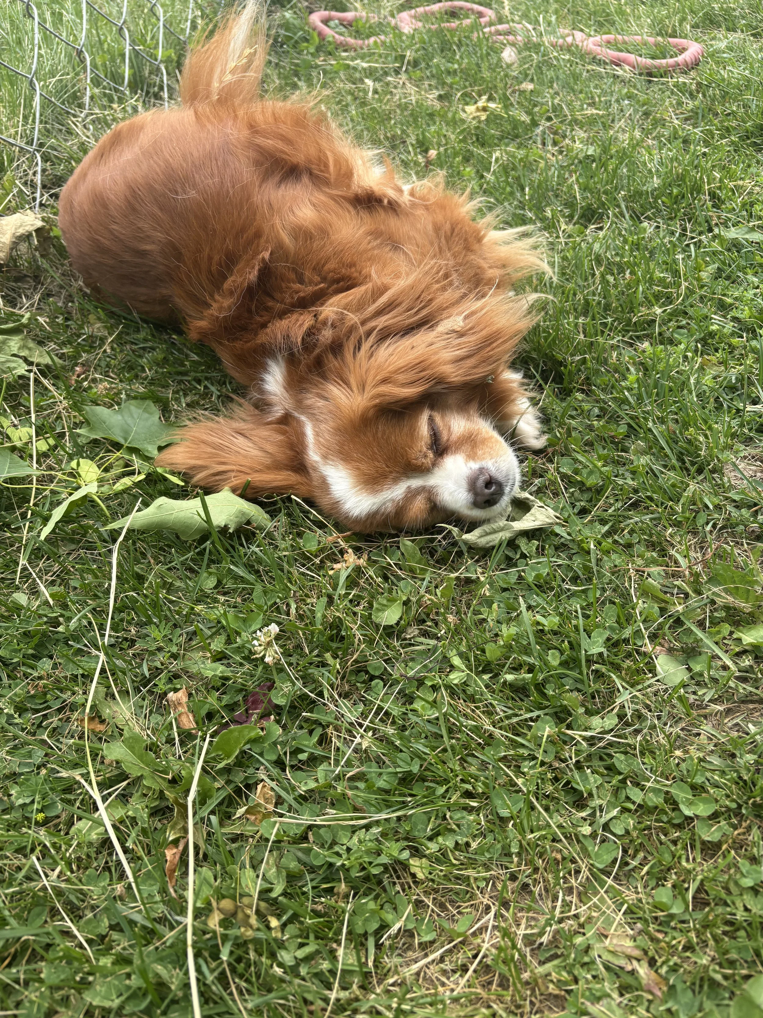 IMG_8577.jpeg