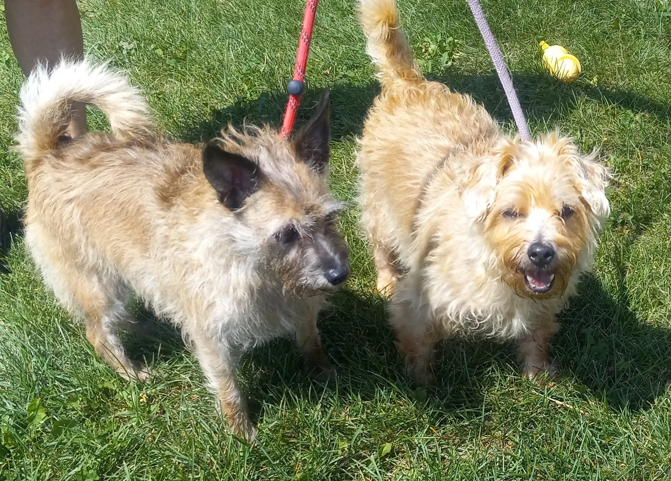 Owner Falsely Claims Dogs Were Found As Strays