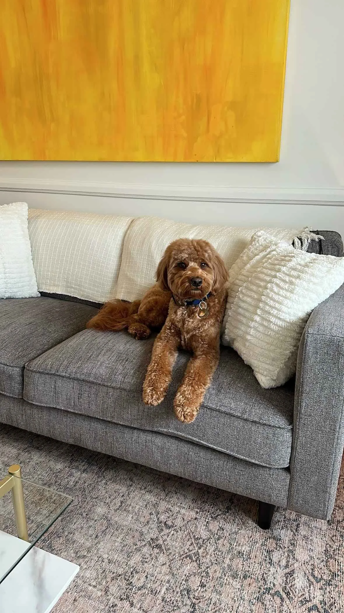 A brown dog with curly fur lying on a gray couch, looking at the camera, next to white textured pillows and a gray throw pillow, with a large yellow-orange abstract painting on the wall behind.