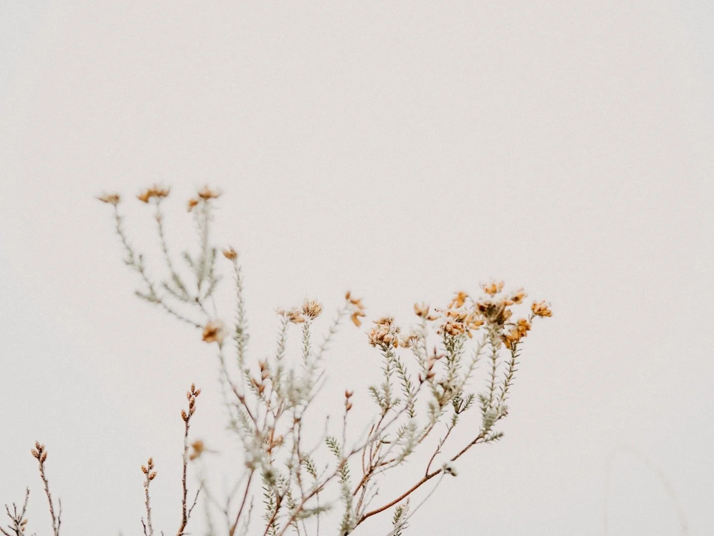 Dry, sparse plant with small yellowish flowers on thin branches against a plain white background in San Clemente Therapy Office
