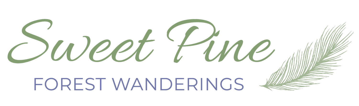 Sweet Pine Forest Wanderings 