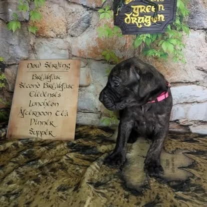 Arwen - Brindle - Female