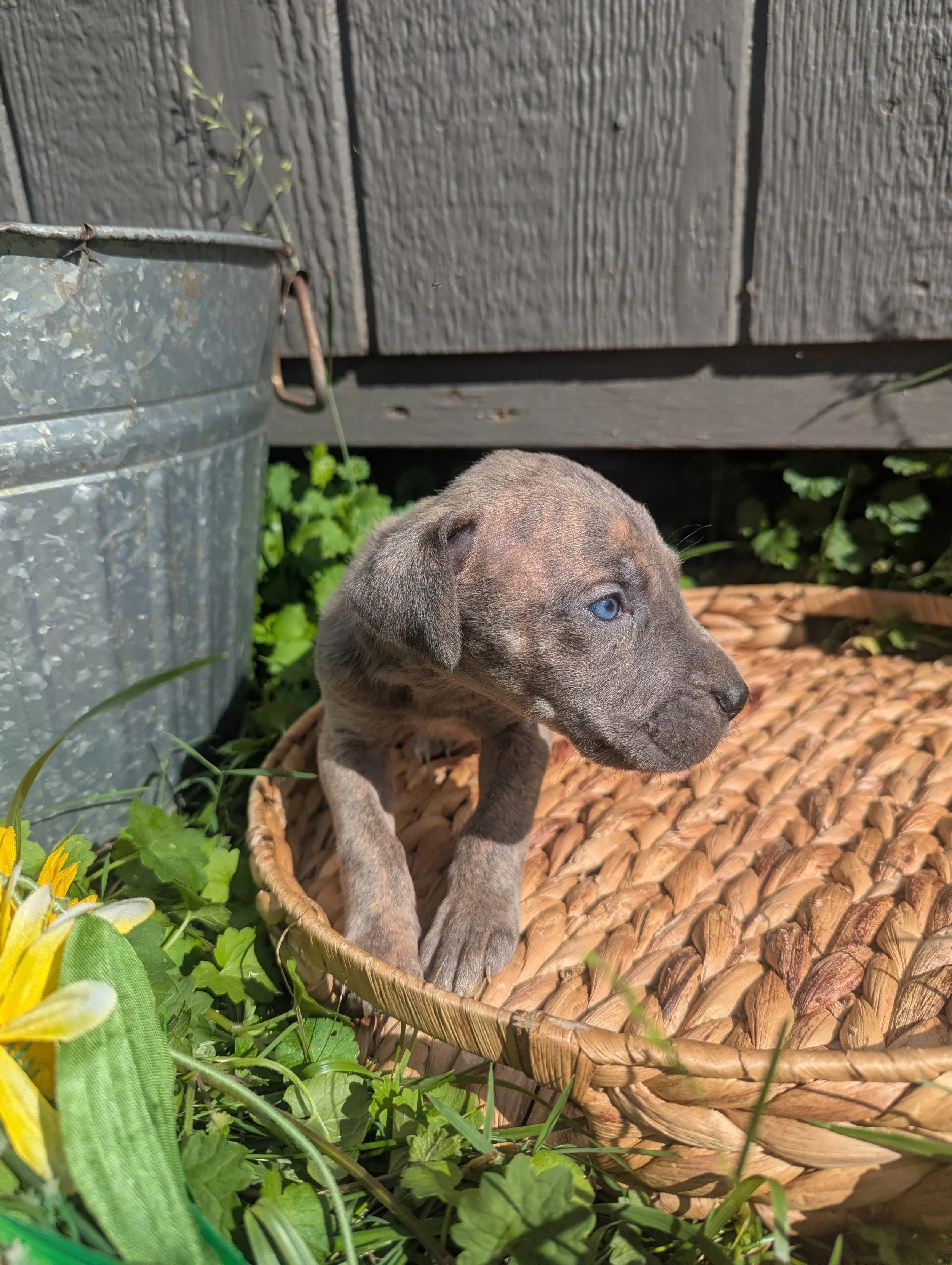 Belle - Blue Brindle Female - Reduced