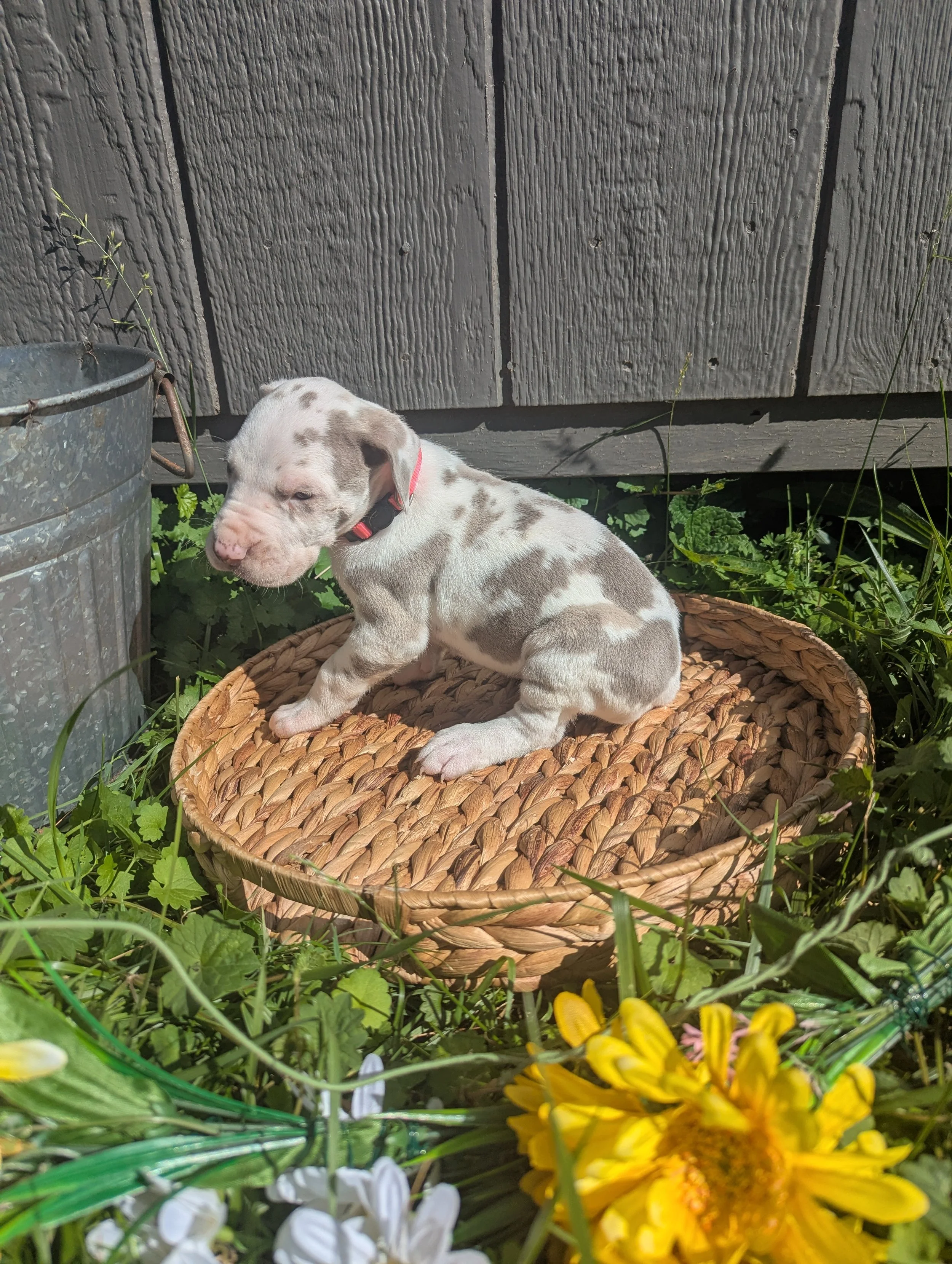 Anastasia - Lilac Harlequin Female