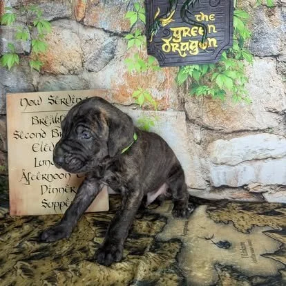 Boromir - Brindle - Male