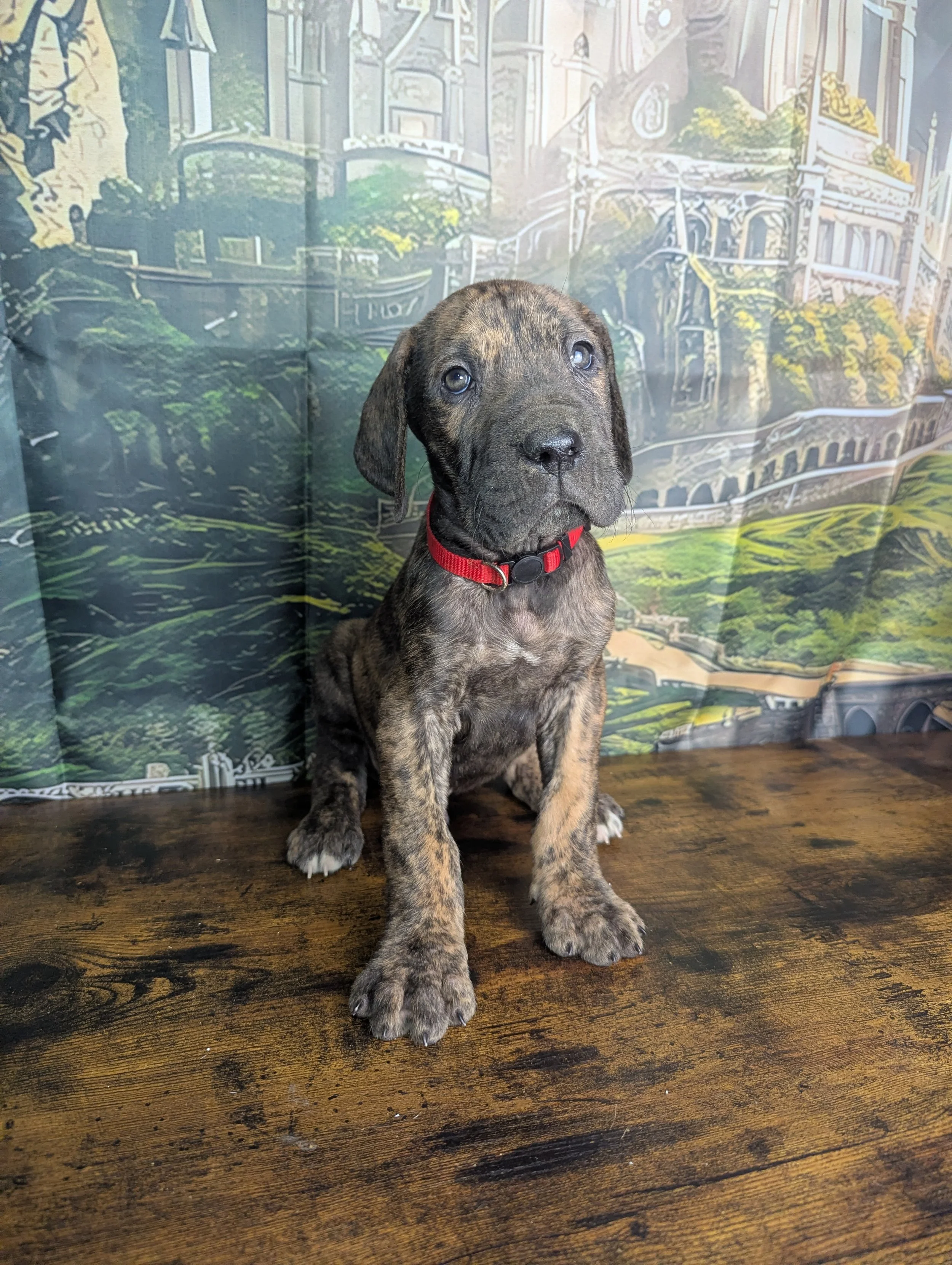 Aragorn - Brindle - Male