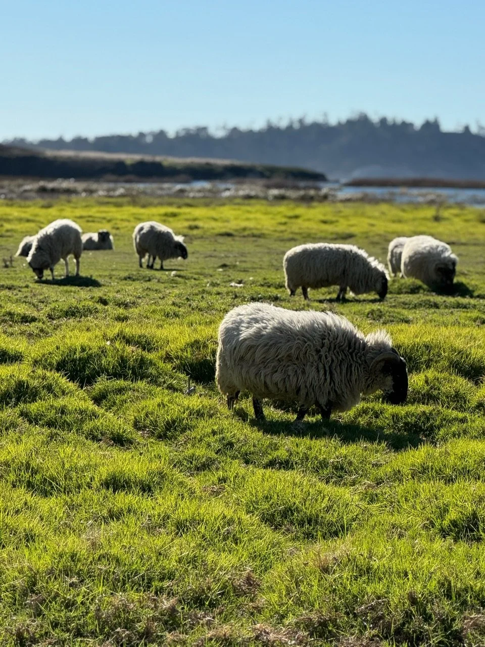 Central Coast Winter Mood board