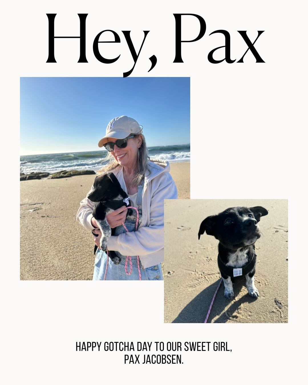 Yesterday was a new puppy whirlwind, so the announcement had to wait 😅 Welcome to our blue heeler girl, Pax. She and her siblings were rescued by the wonderful people @spcamc and our family is so happy to be her forever home. 🖤
.
.
.
#adoptdontshop