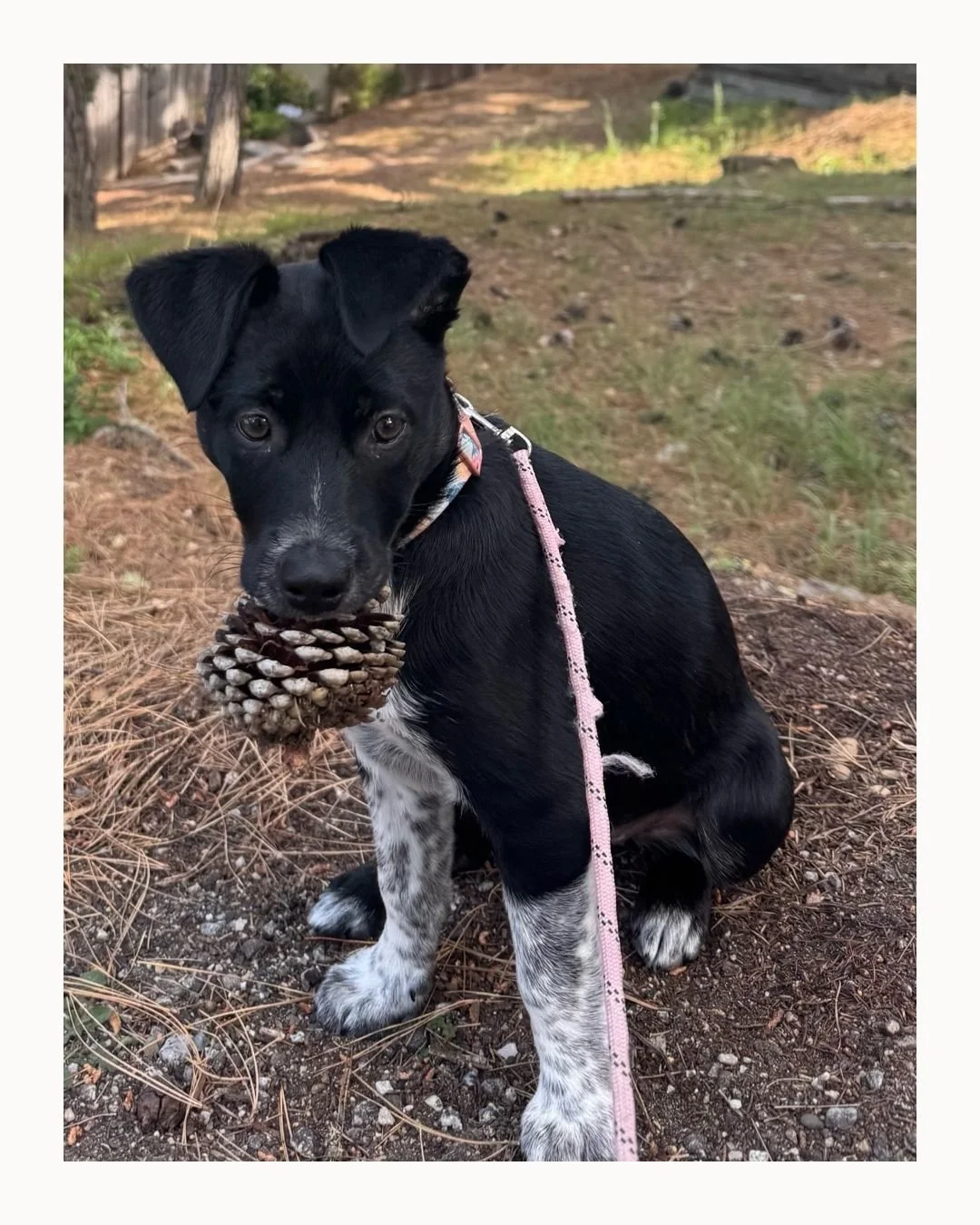 A puppy and some flowers.
.
.
.
#adoptdontshop❤️🐾 #california #centralcoast #blueheelermix #rescuepuppiesofinstagram #salty #refineyourmagic #heartcentered
