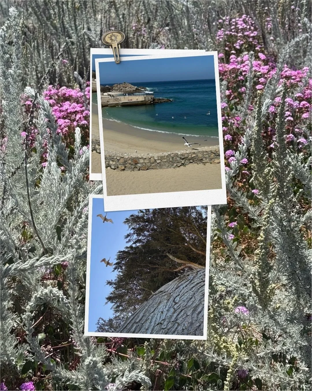 Walks with Pax have not been short on inspiration. New writing coming soon ✨️ 

#california #centralcoast #refineyourmagic #heartcentered