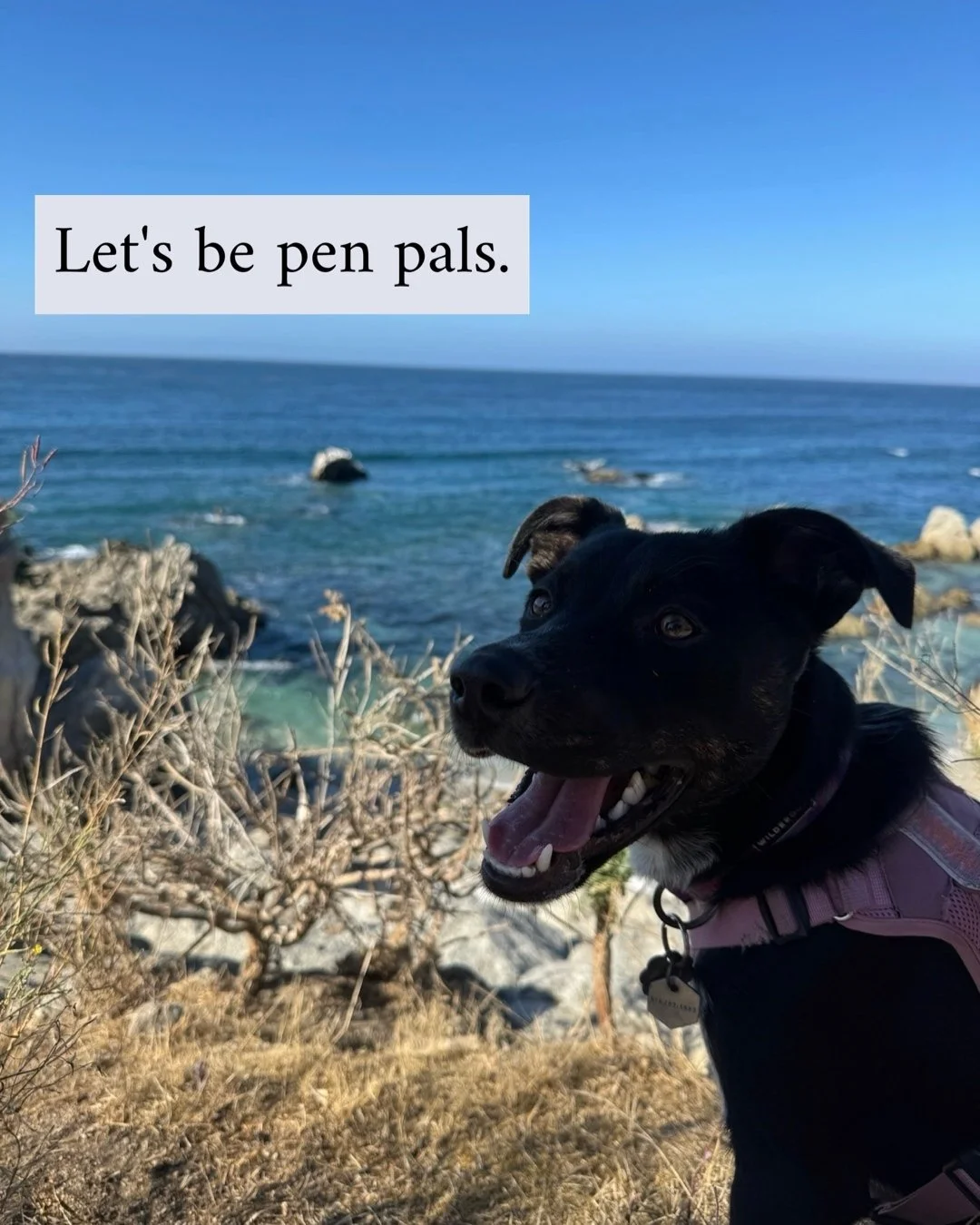 🐚 leanelice.com/newsletter
For this month's newsletter &ndash; creative conversation, bits of coastal inspiration, writing prompts, and more. 

#centralcoast #california #refineyourmagic #heartcentered #creative