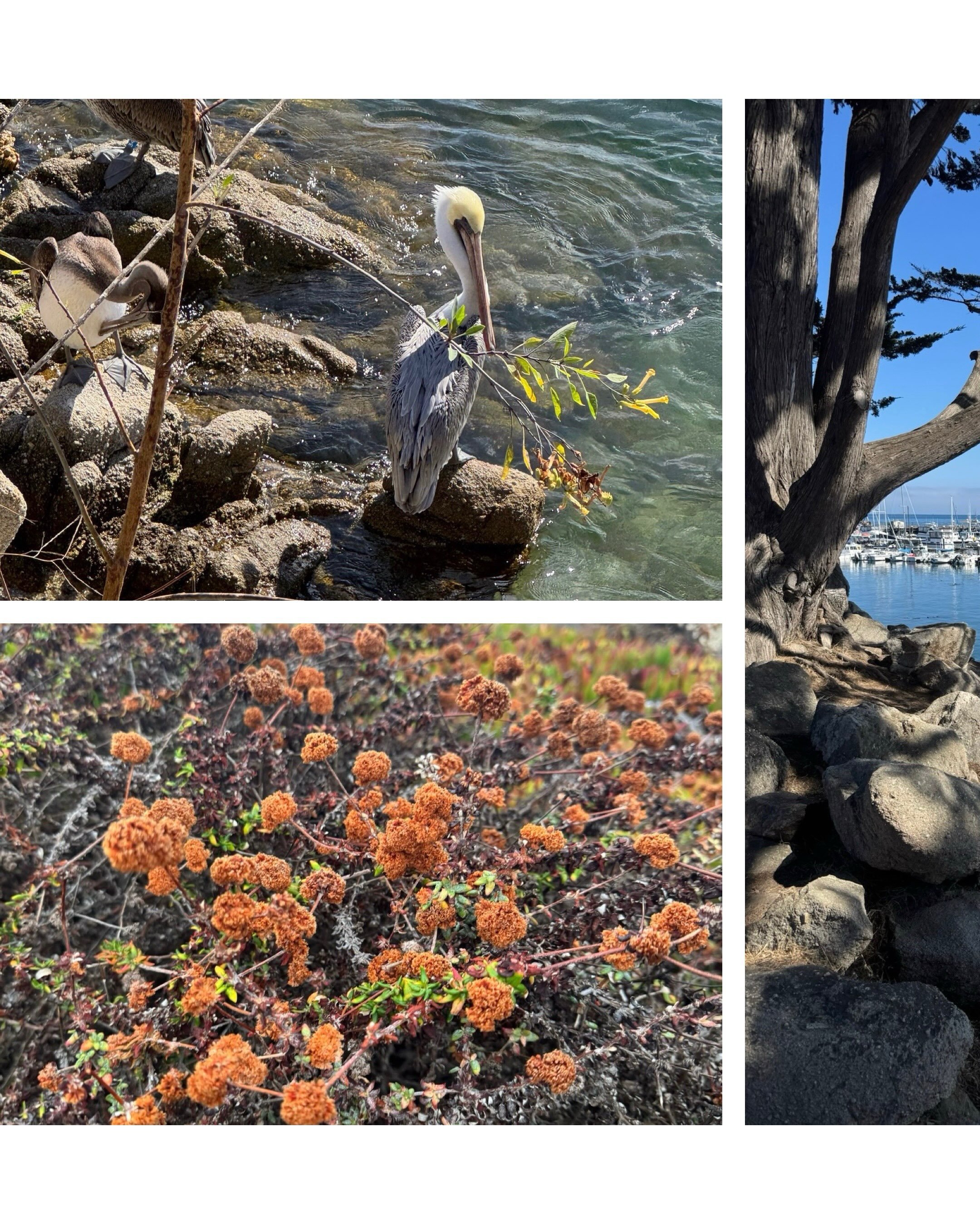 &ldquo;I&rsquo;m so glad I live in a world where there are Octobers.&rdquo; - L.M. Montgomery, Anne of Green Gables

#centralcoast #california #heartcentered #refineyourmagic