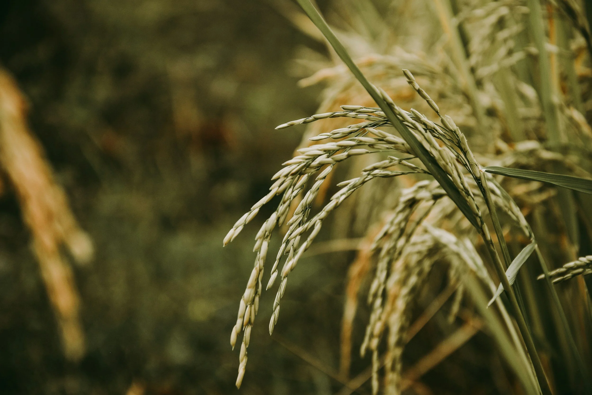 California Rice Industry: Struggles and Successes