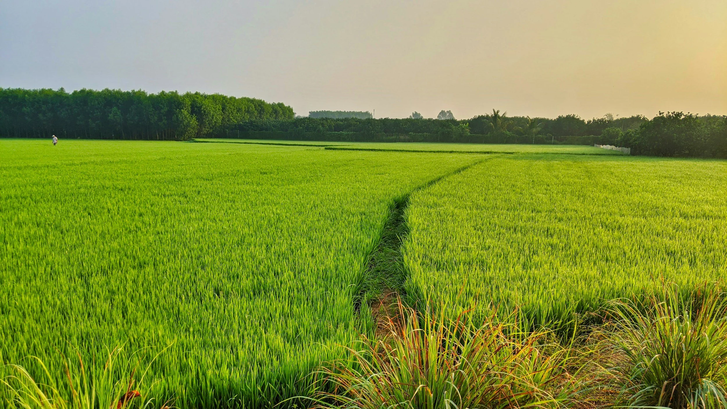 From Dairy to Rice with Tim Walker